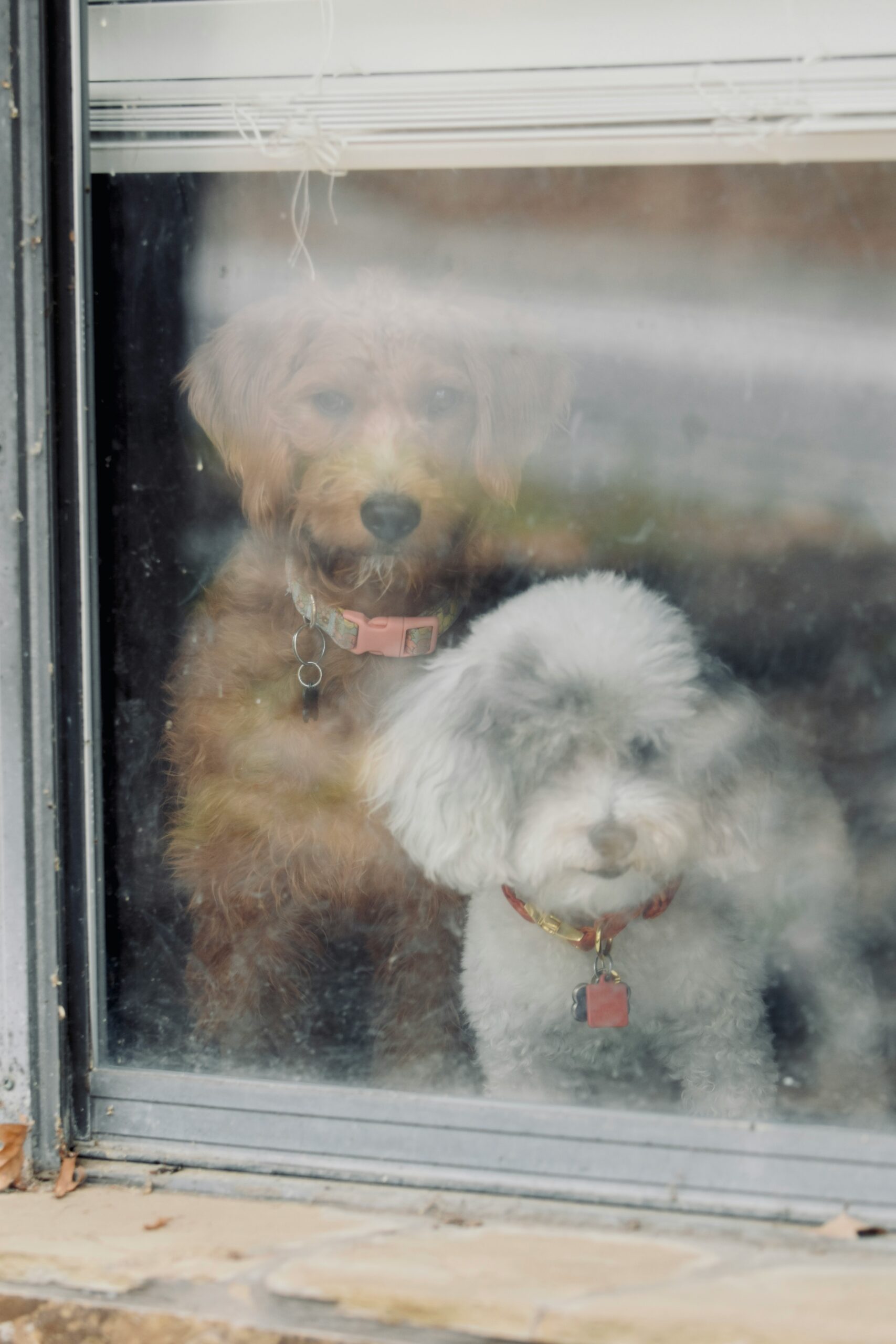 Two poodles, one brown and one white, looking out through a window with a soft gaze.