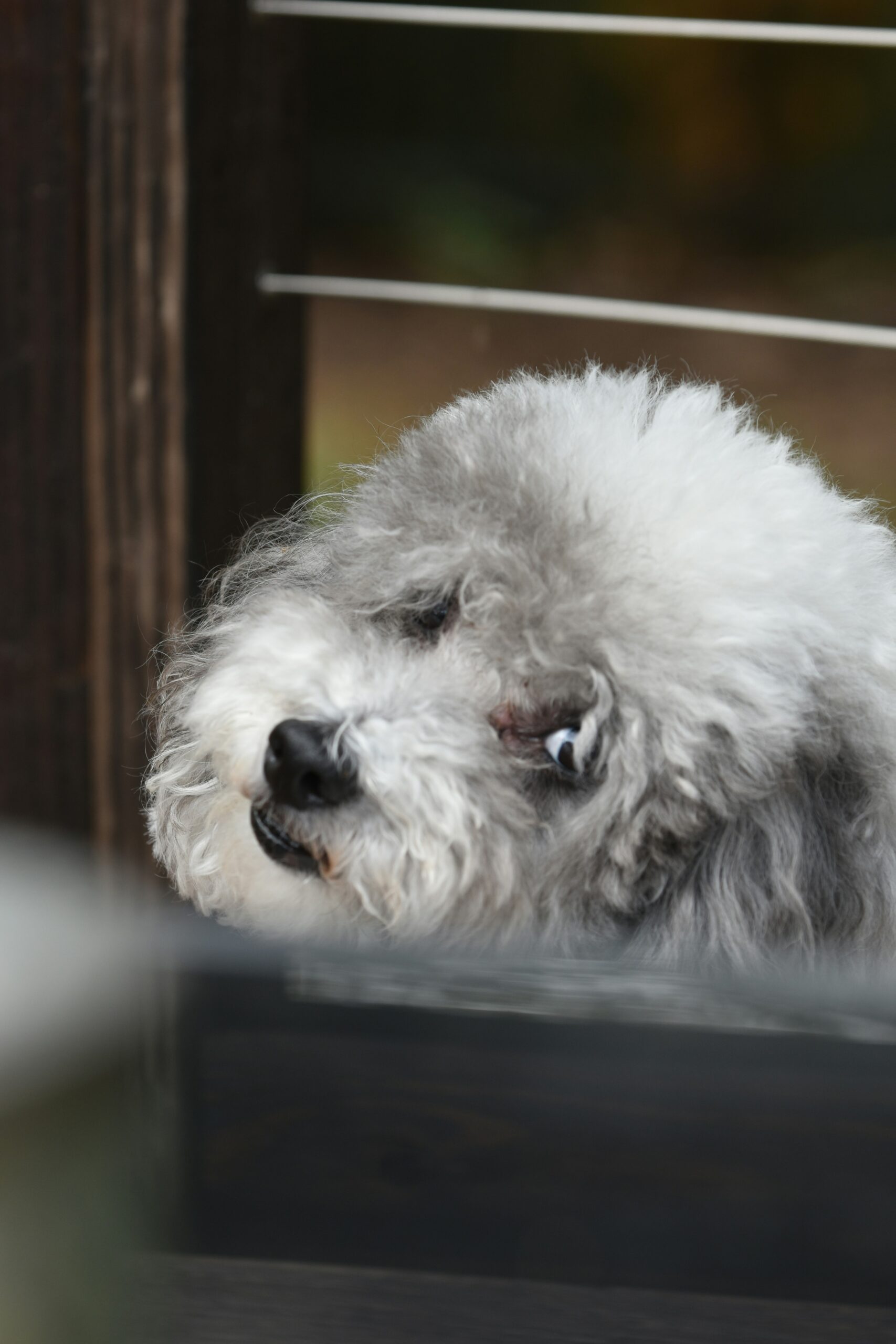 Close-up of a gray poodle with curly fur looking to the side outdoors.
