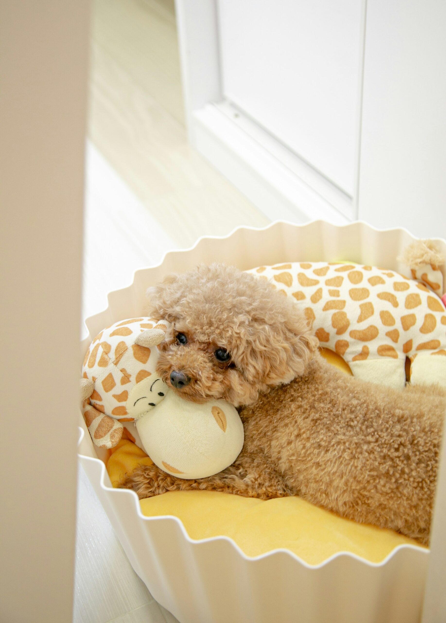 Tiny apricot poodle snuggled in a yellow pet bed with a giraffe plush toy.