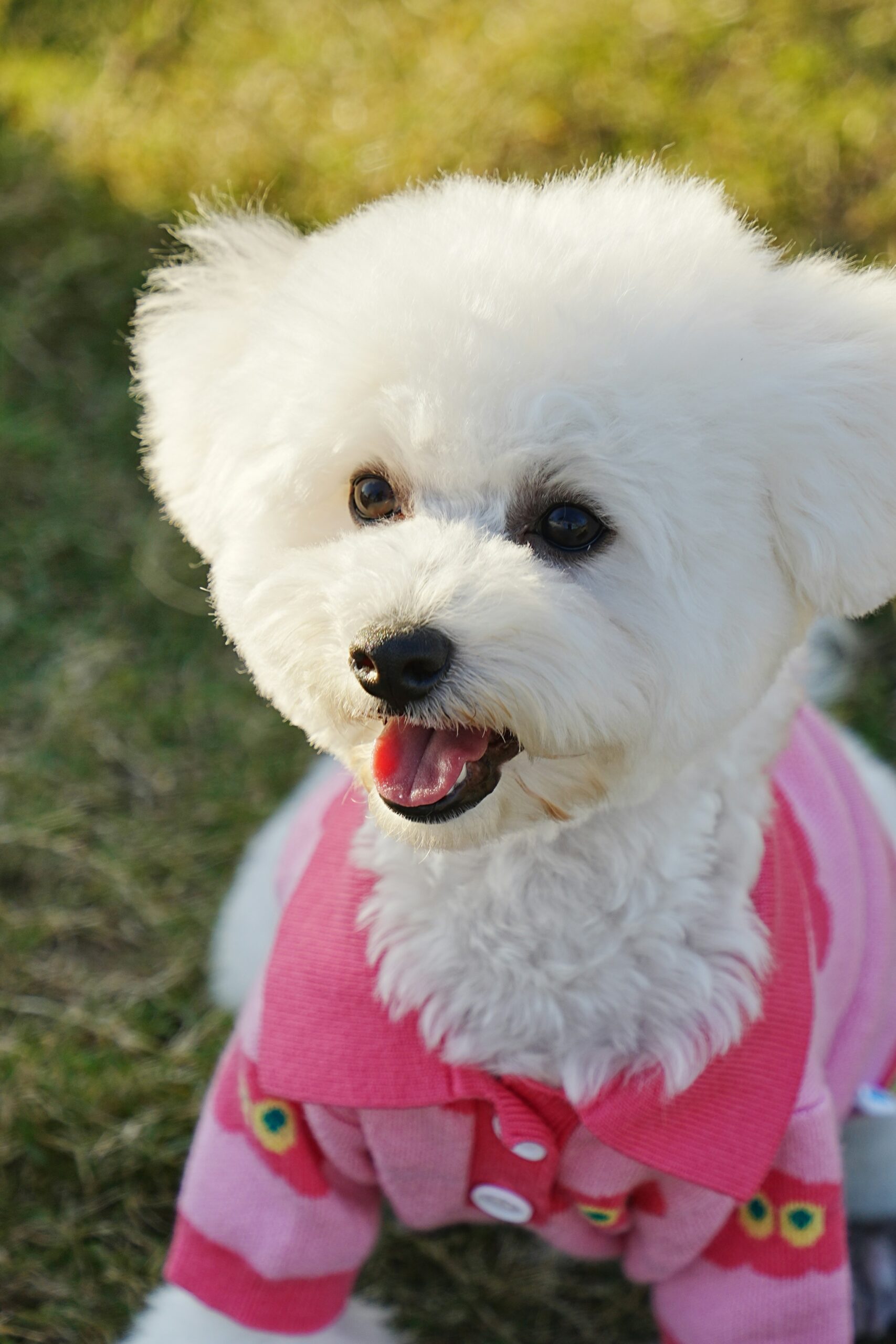 White poodle puppy in a pink sweater smiling on green grass.