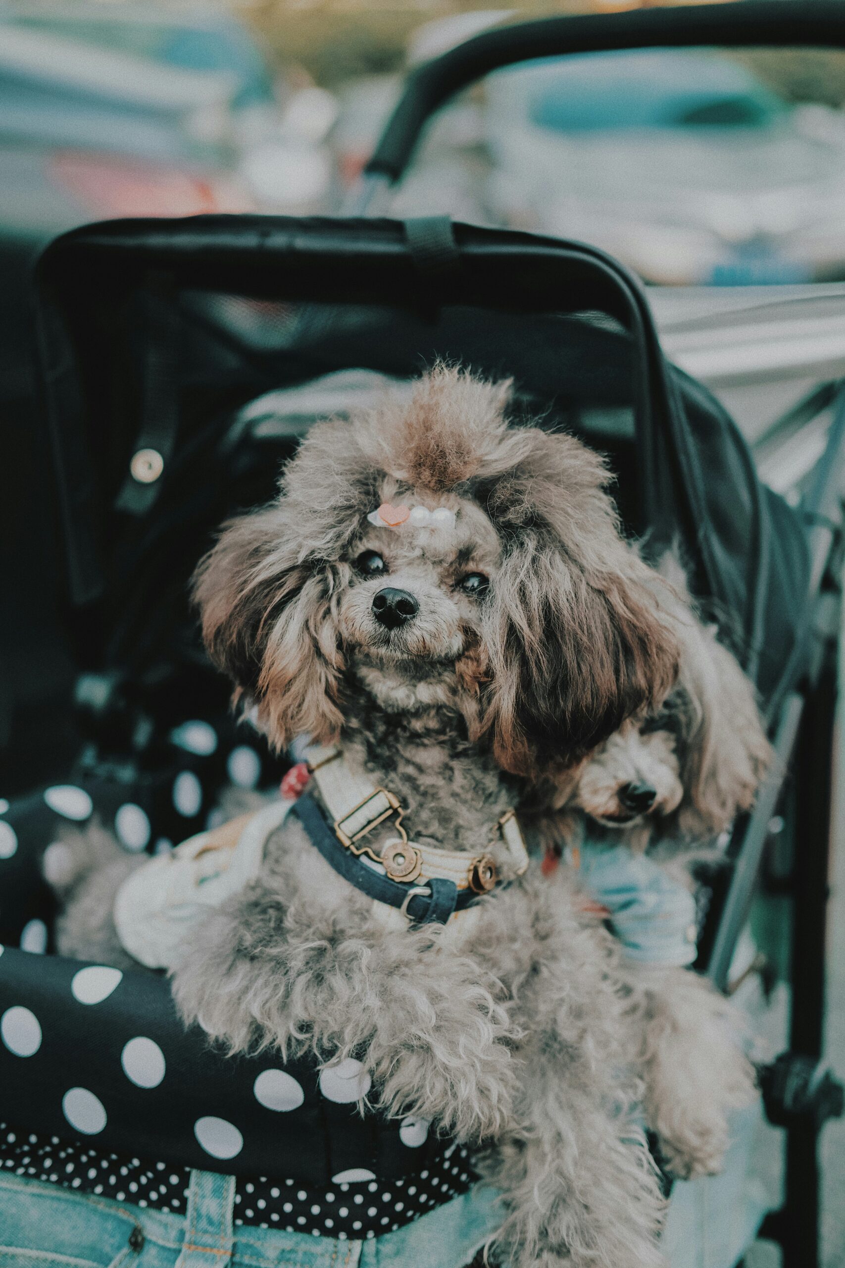 Gray toy poodle with stylish haircut sitting in a stroller.