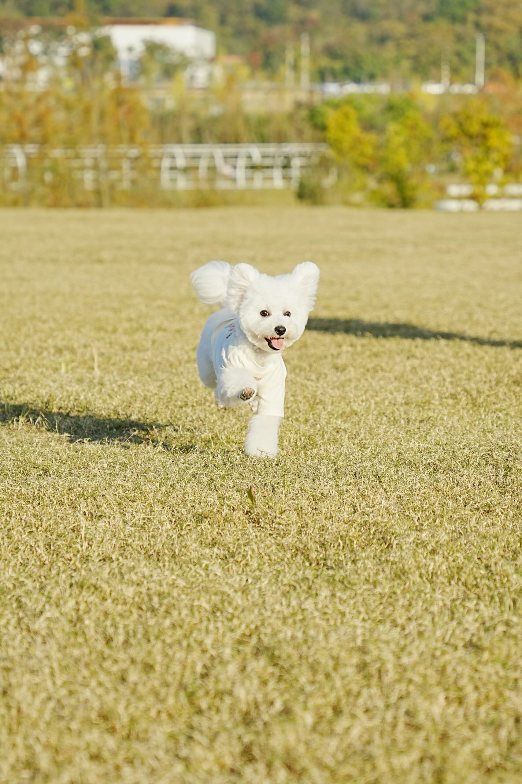 White poodle running happily across a grassy field.