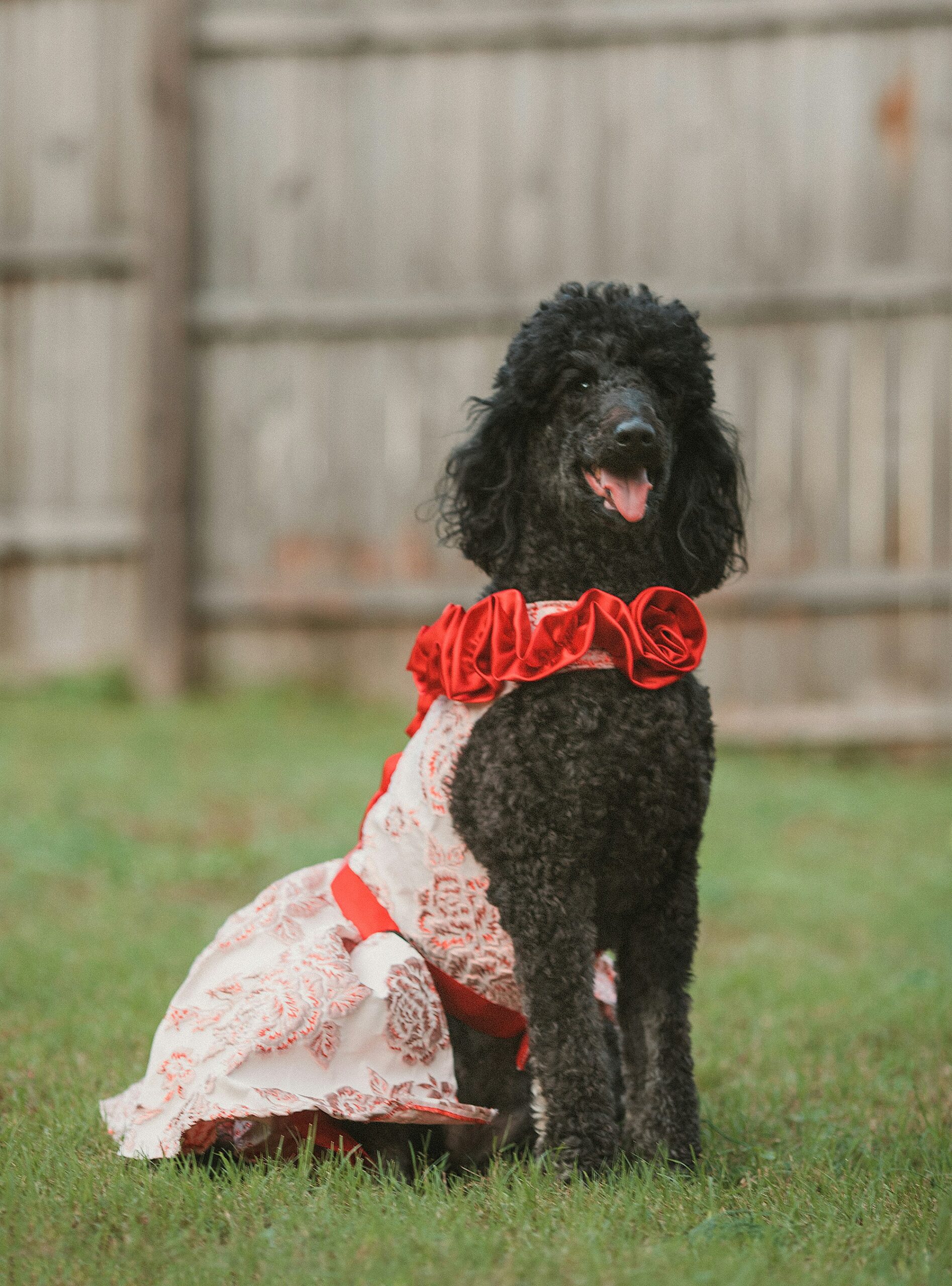 Black standard poodle wearing a red and white dress sitting on grass.