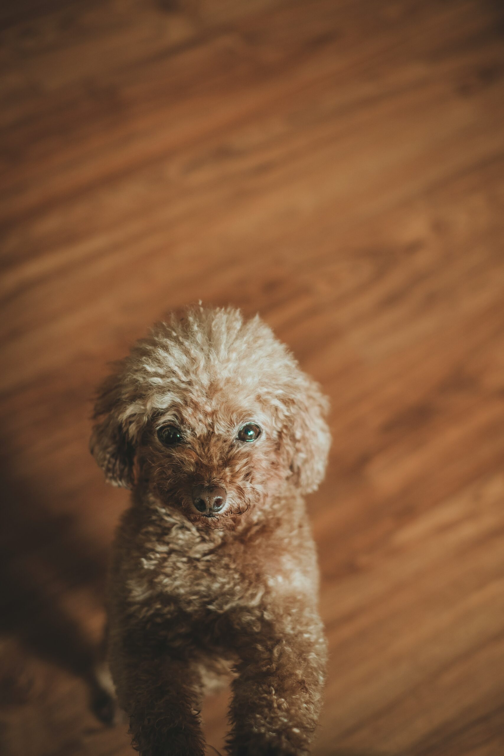 Brown toy poodle standing on wooden floor looking up.