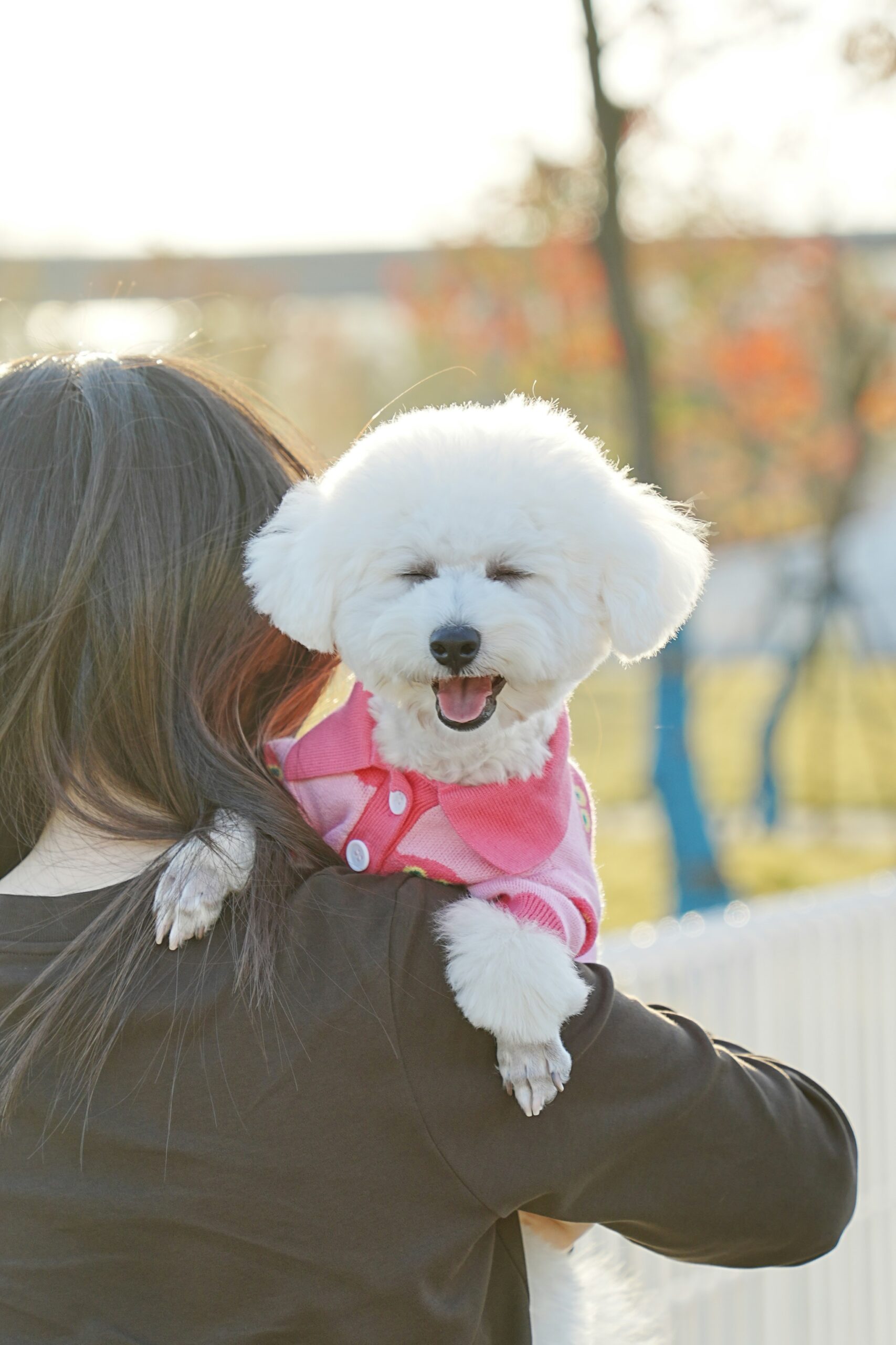 White poodle smiling while being carried by a woman in the park.