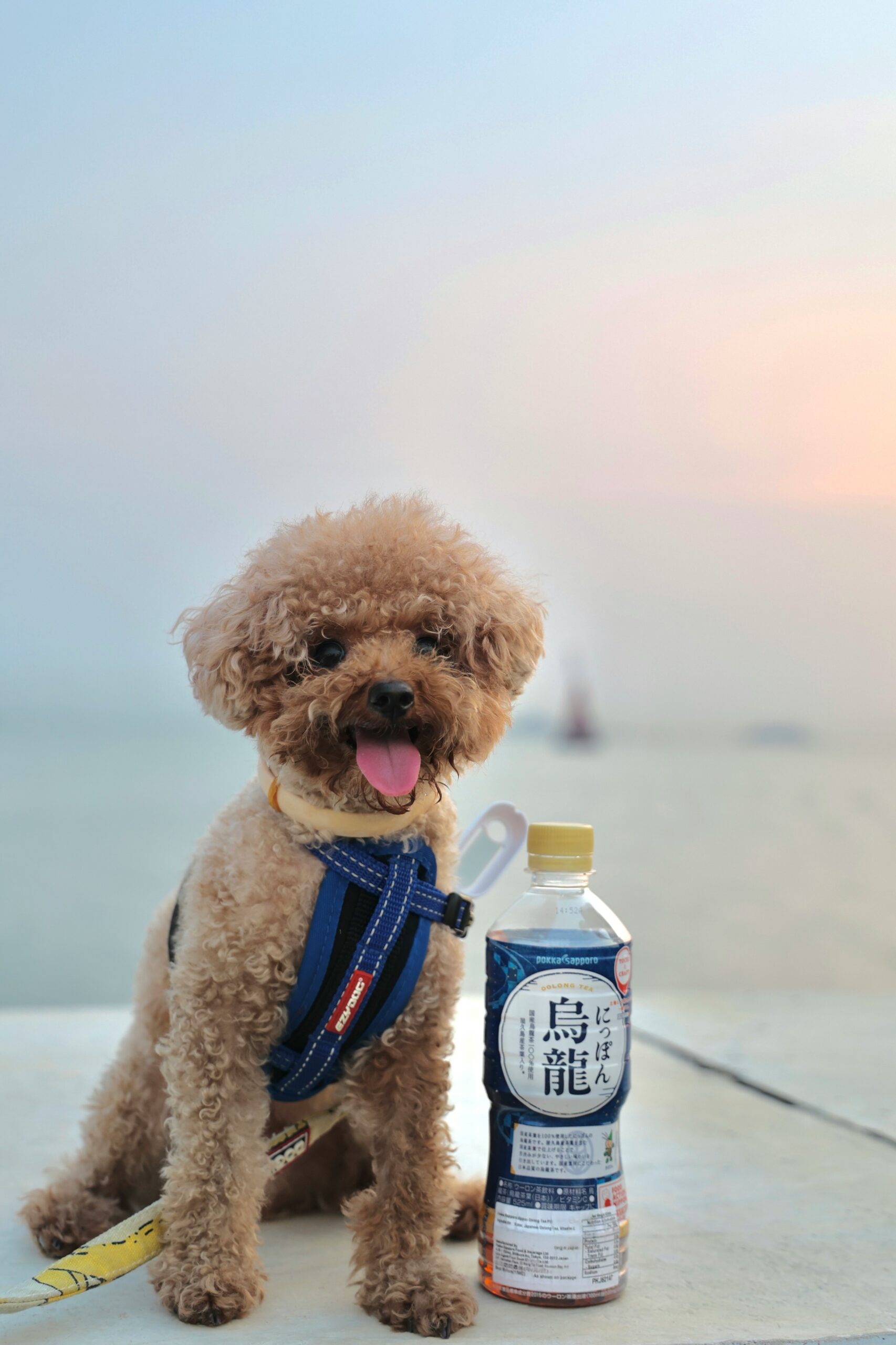 Small brown poodle sitting next to a bottle of Japanese tea by the sea.