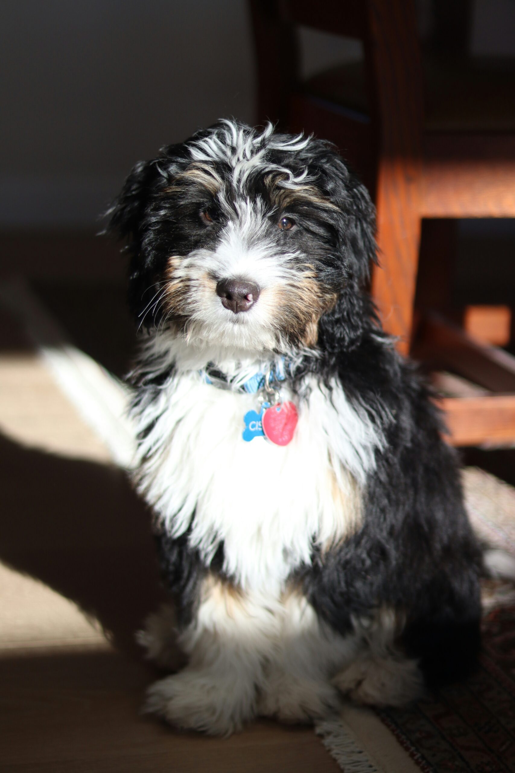 Black and white Bernedoodle puppy sitting indoors in the sunlight.