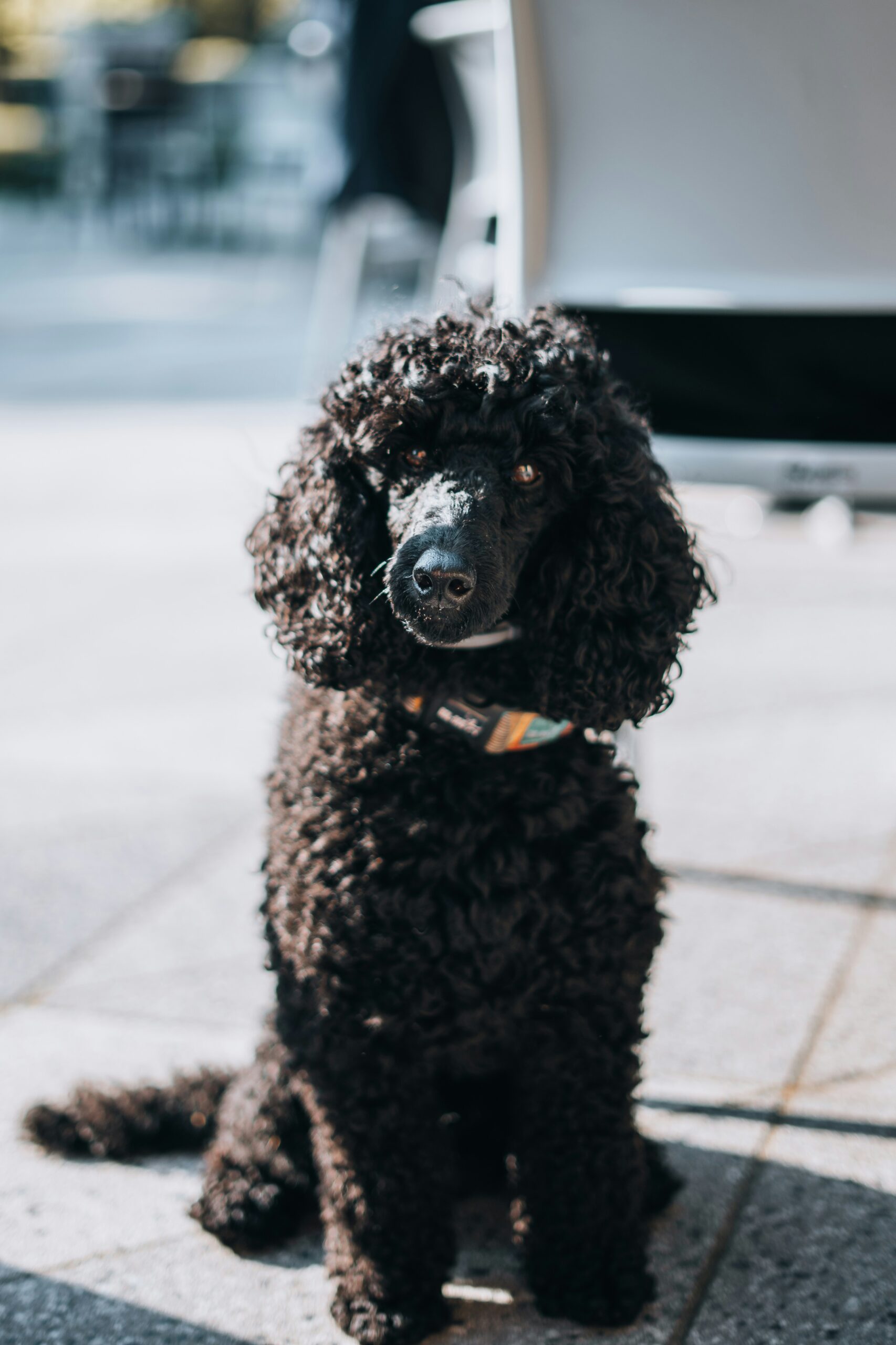 Black poodle with curly fur sitting on pavement in bright sunlight.