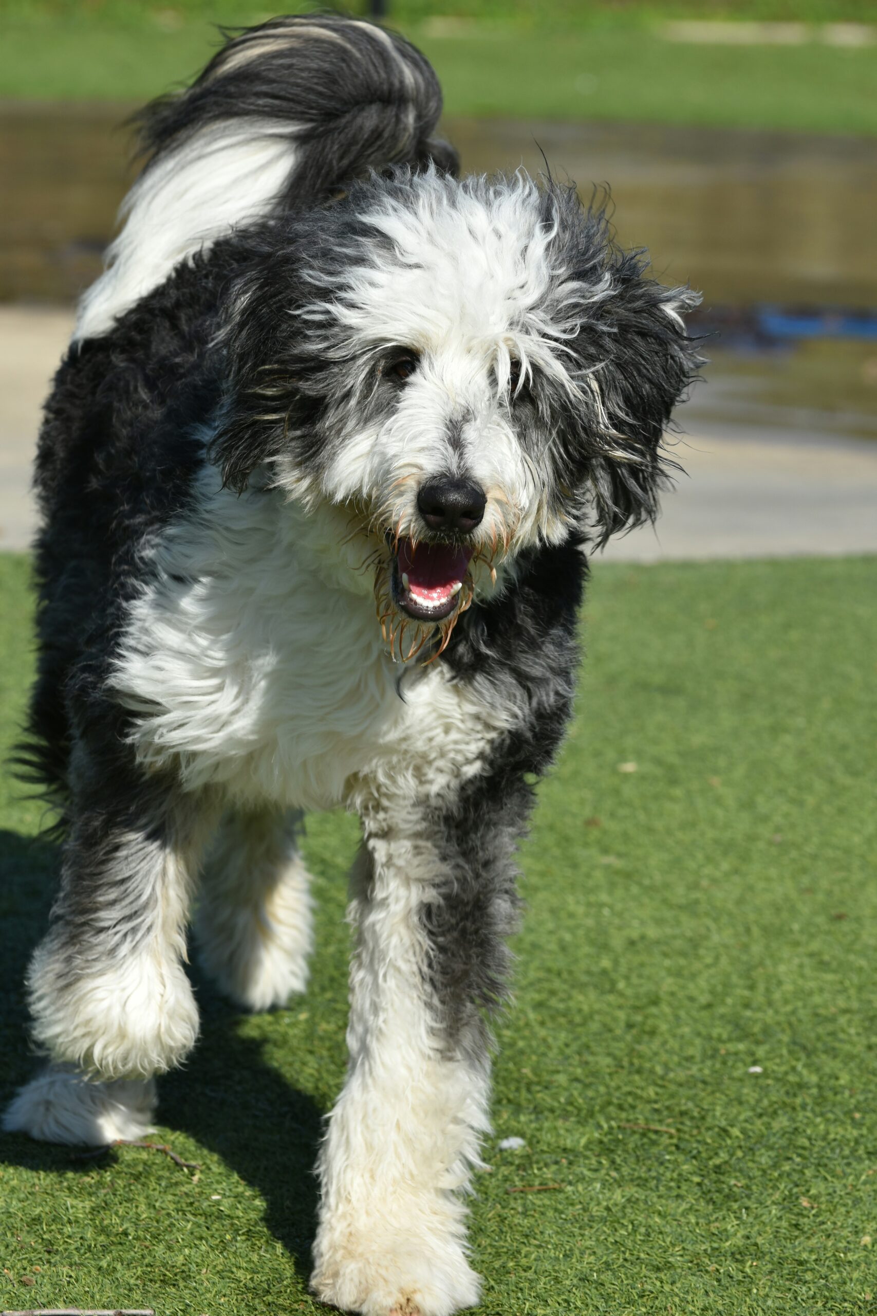 Playful black and white poodle running on a green grass field.