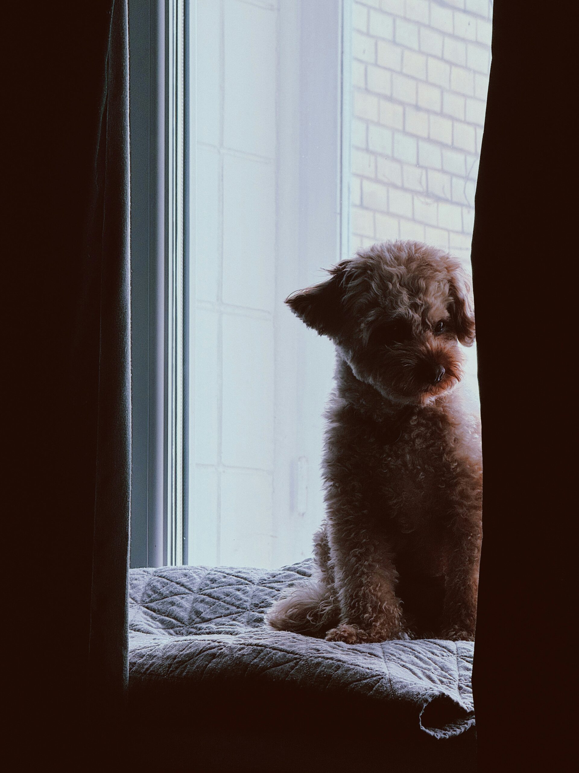 Miniature poodle sitting on a windowsill with light filtering through curtains.
