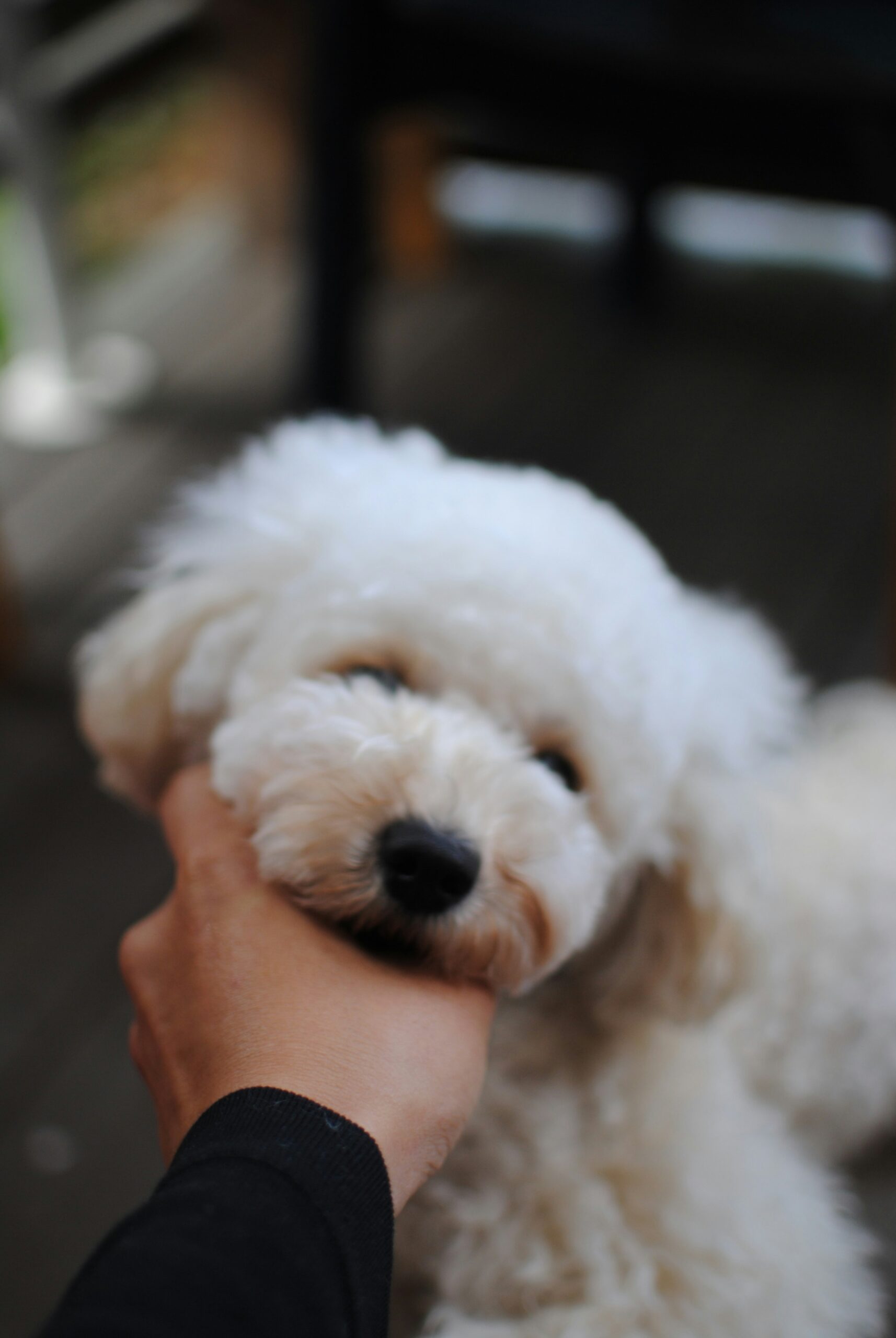 Hand gently holding a fluffy white poodle’s face, soft focus portrait.
