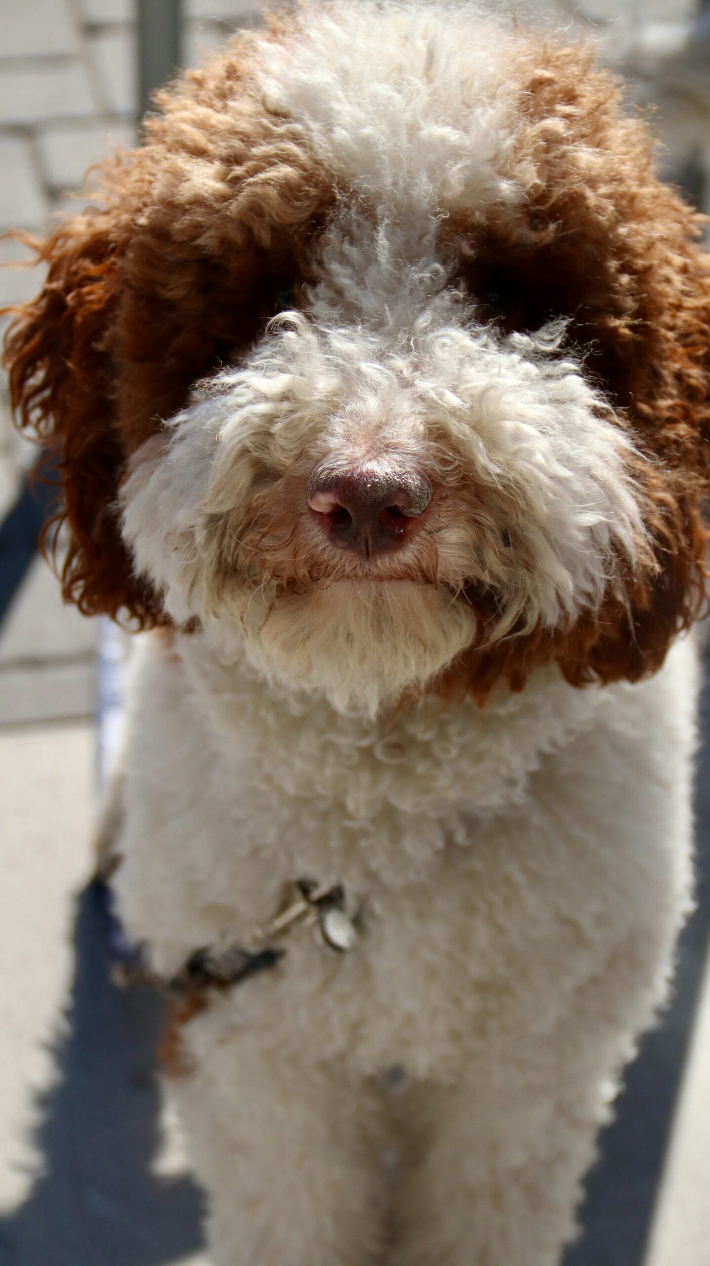 Close-up of a brown and white curly-haired poodle standing outside.