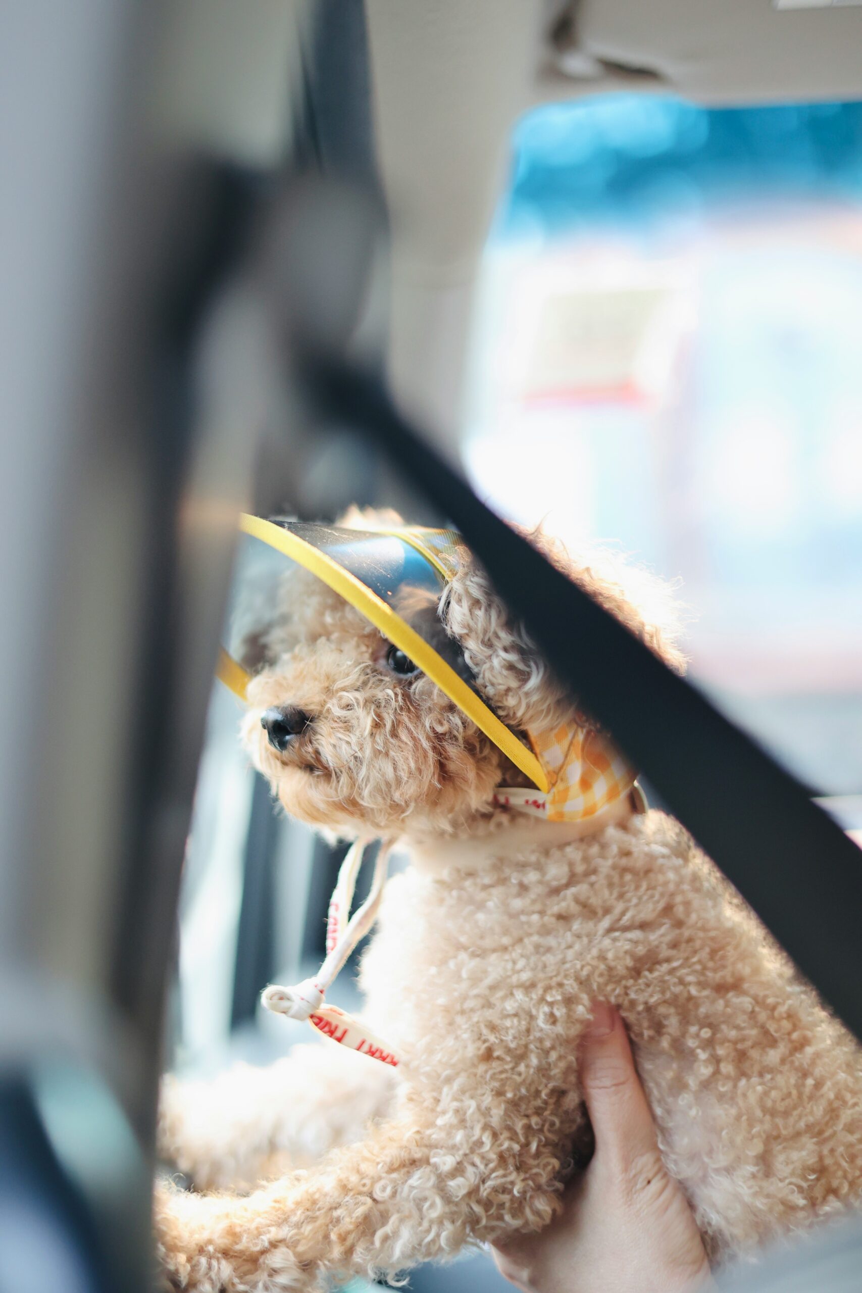 Curly-haired poodle in a yellow visor looking out the car window.
