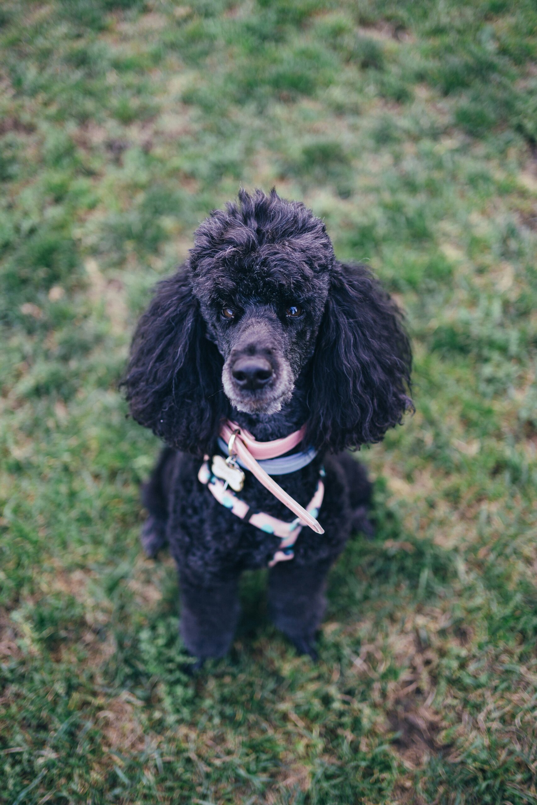 Black poodle sitting on grass wearing a pink harness, looking at camera.
