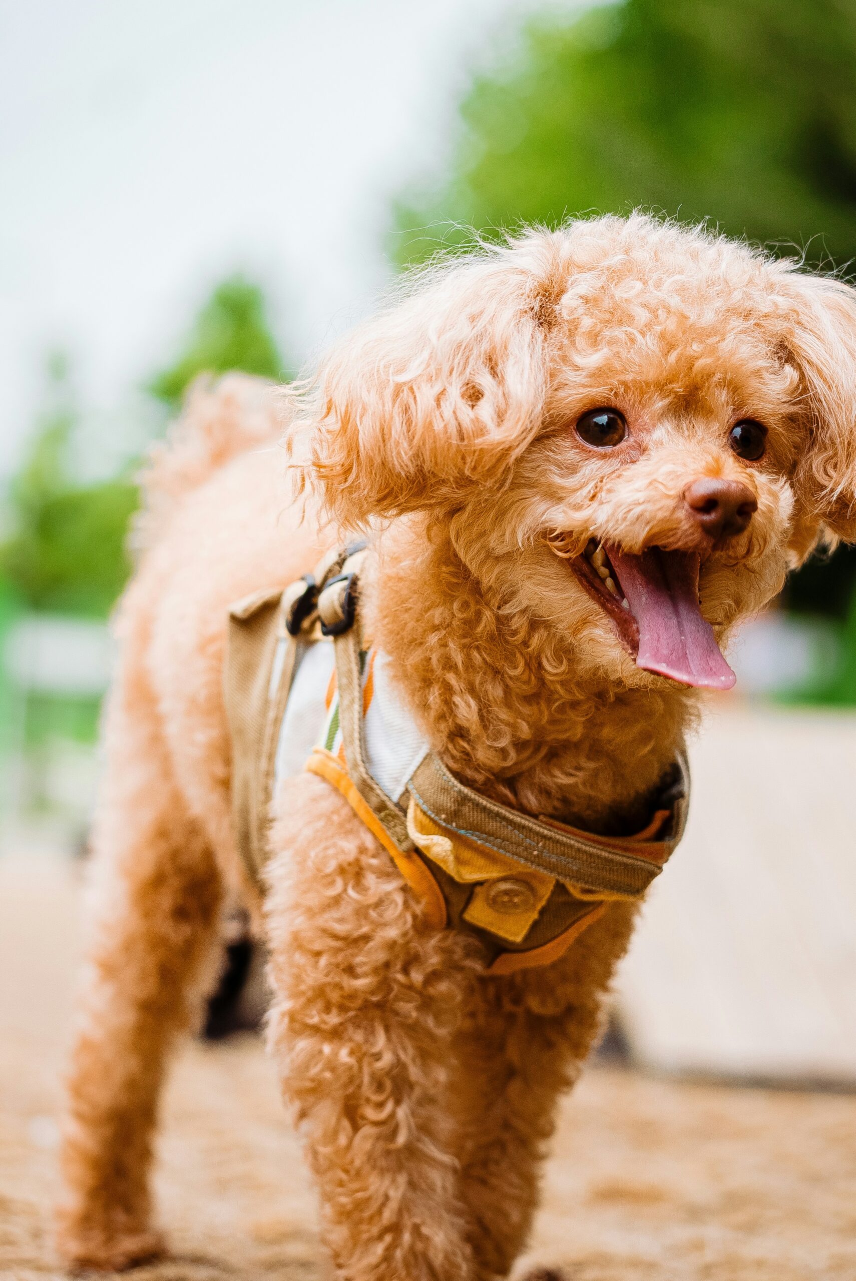 Happy apricot miniature poodle with tongue out, standing in a park.