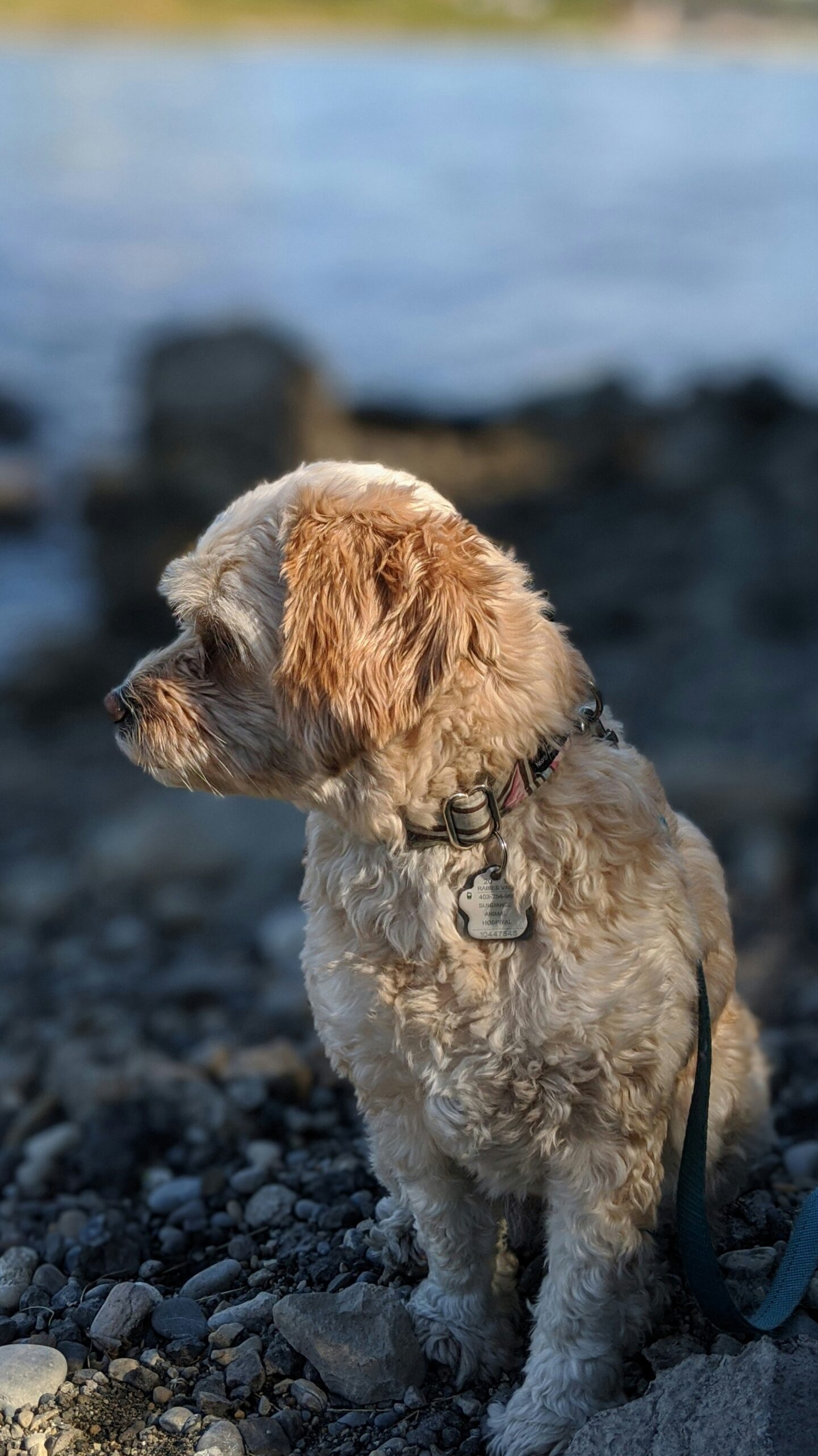 Cream poodle sitting on rocky ground near a river, looking to the side.