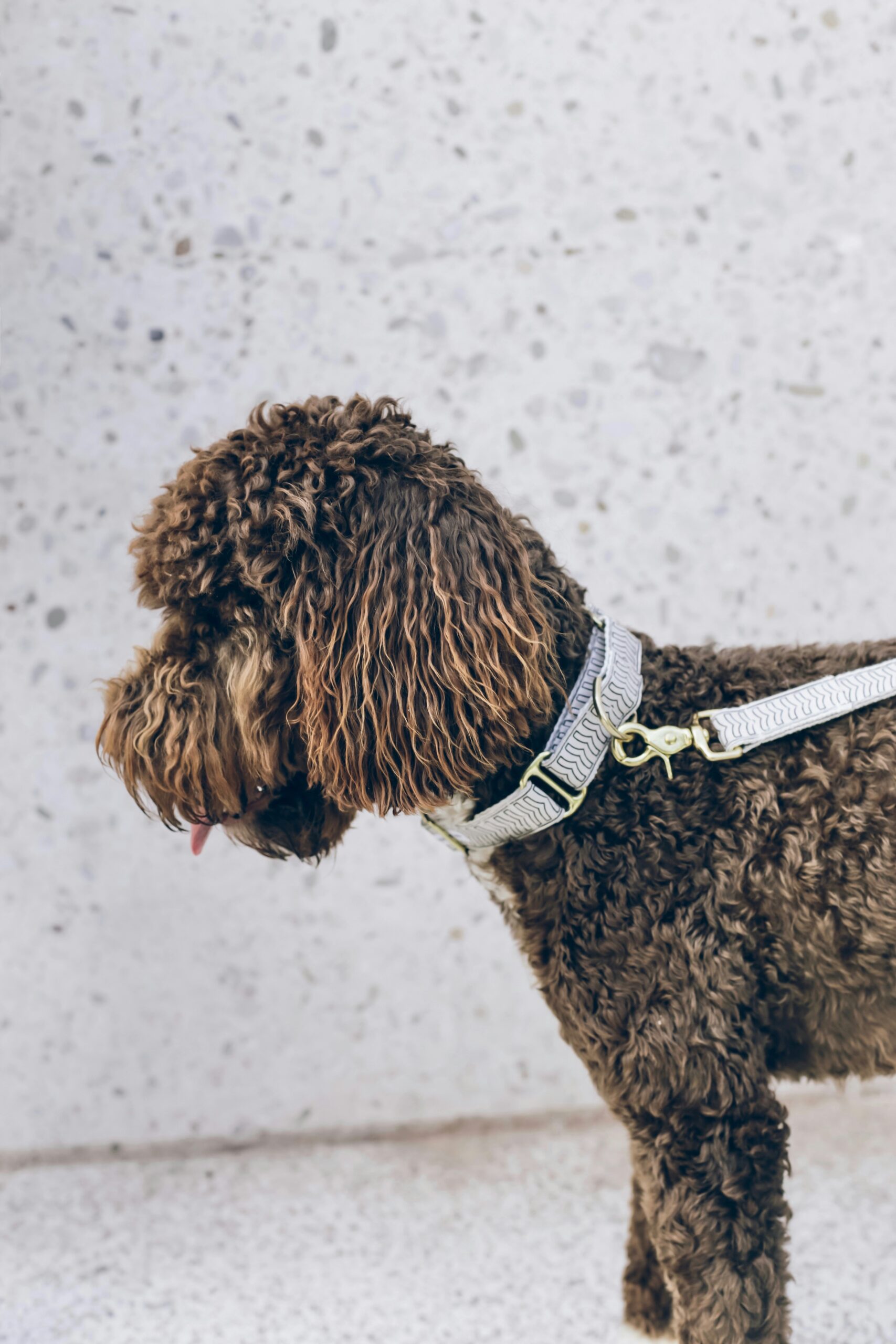 Brown curly-haired poodle wearing a stylish white harness against a light textured wall.
