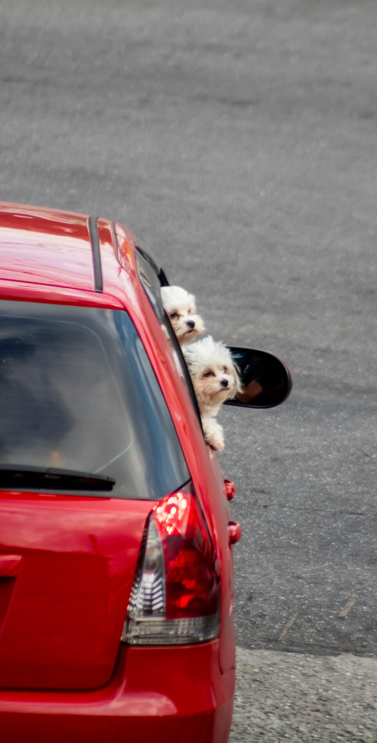 Two small white poodles peeking out the window of a red car.