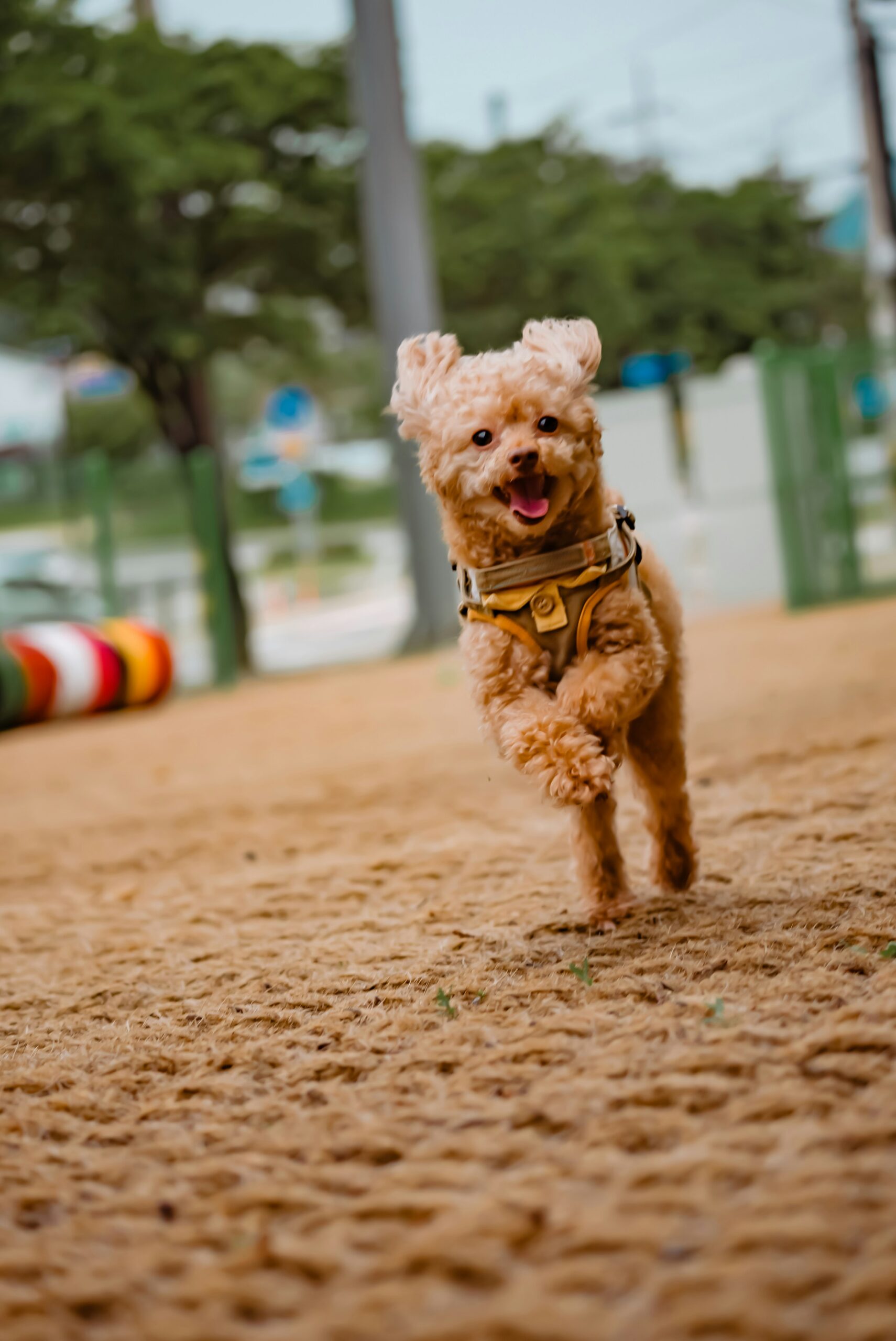 Happy toy poodle running on sandy ground at a dog park