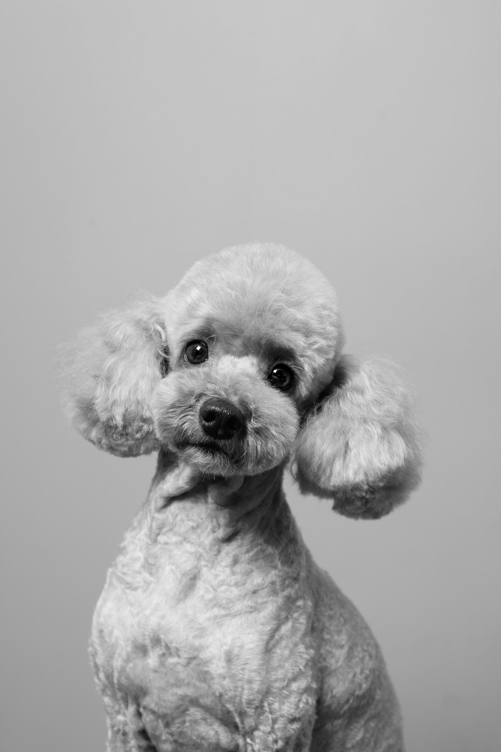 Black and white portrait of a poodle with a curious head tilt