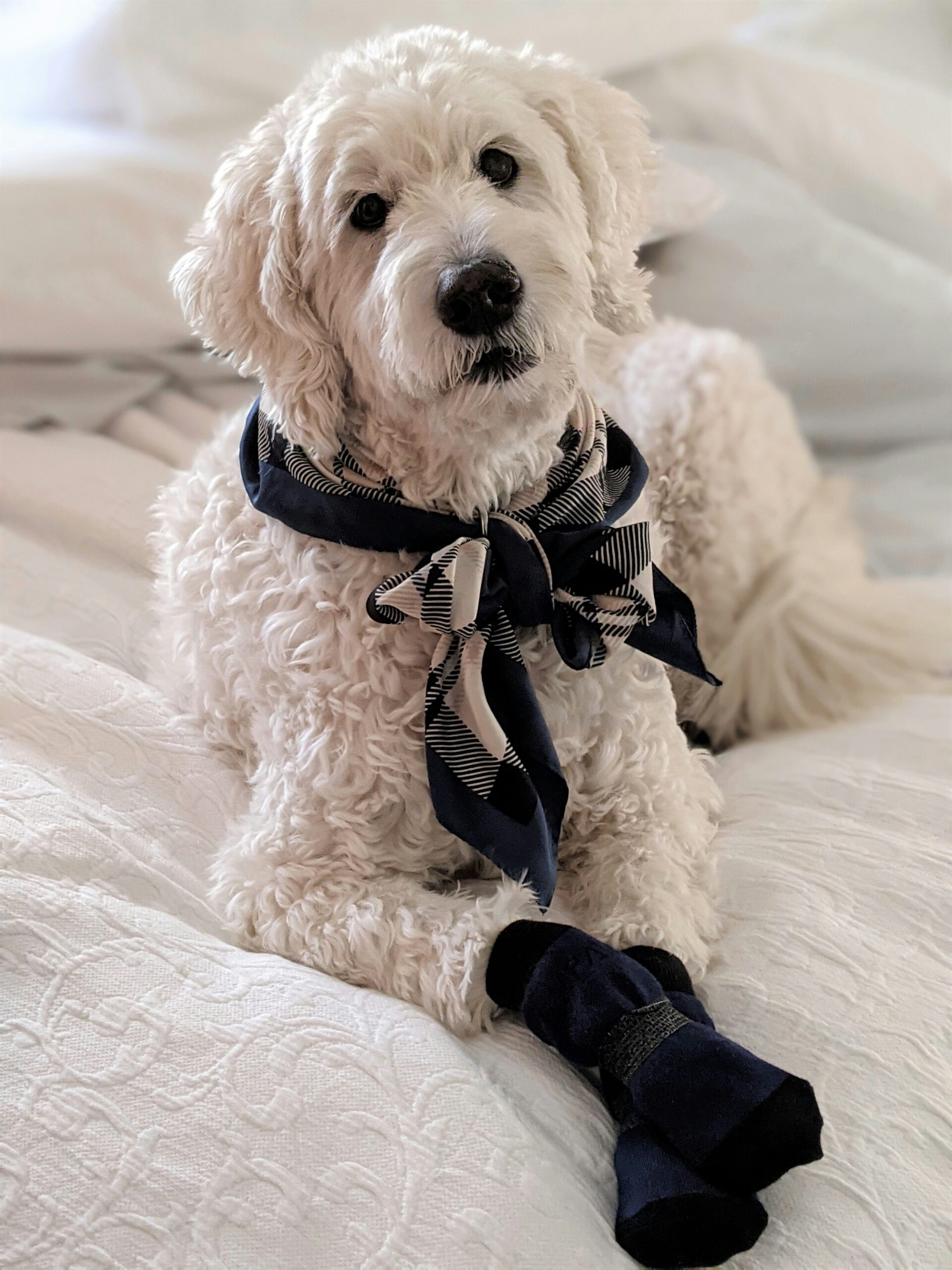White poodle lounging on a bed wearing a scarf and socks