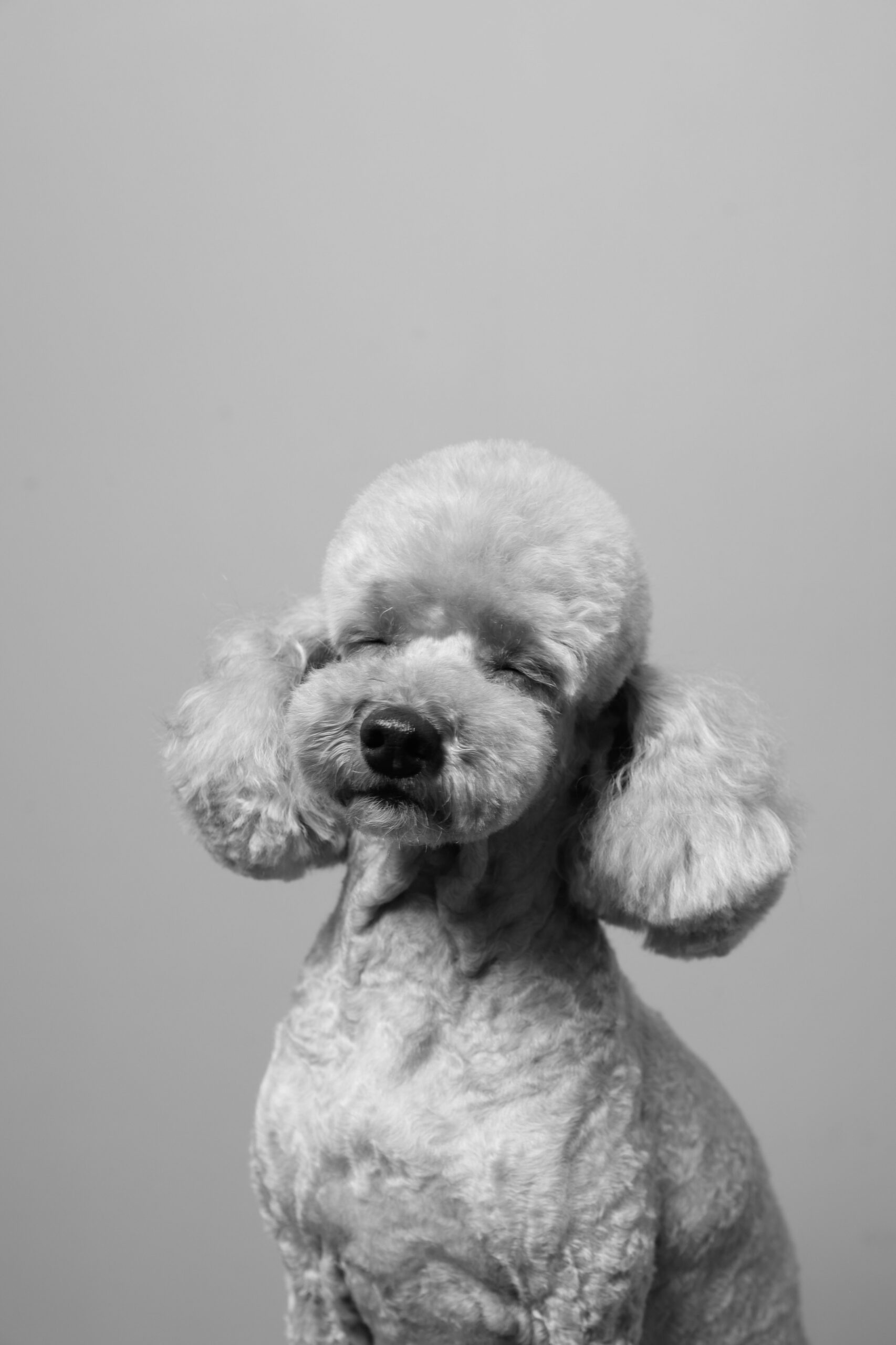 Black and white photo of a poodle with eyes closed, looking calm