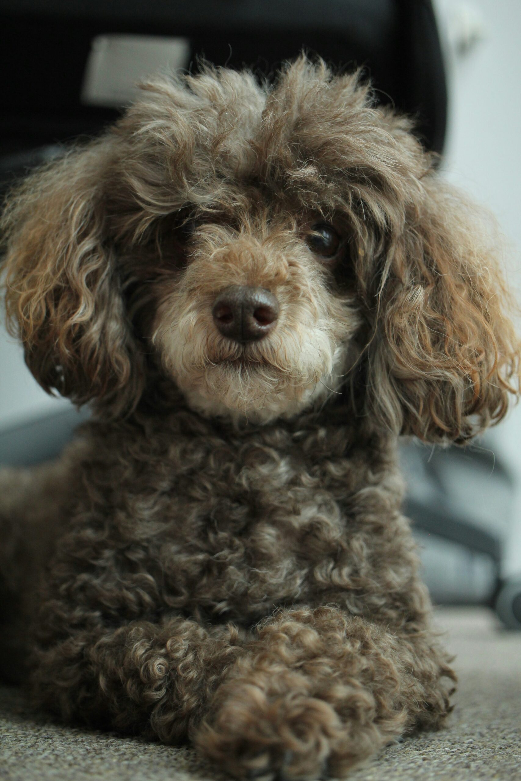Curly brown poodle laying on the floor, looking at the camera