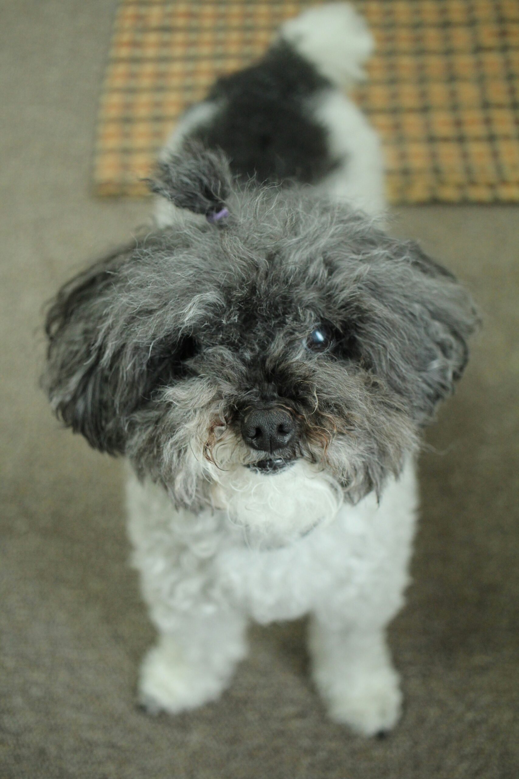 Small poodle with black and white fur, standing indoors with a top knot