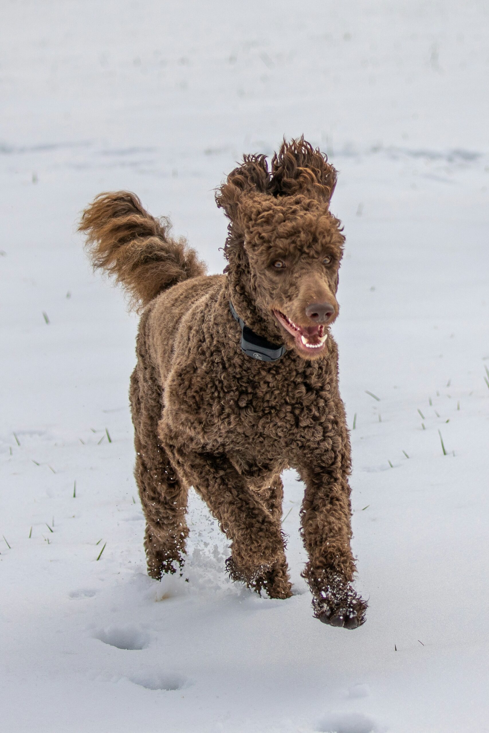 Brown standard poodle running joyfully in the snow
