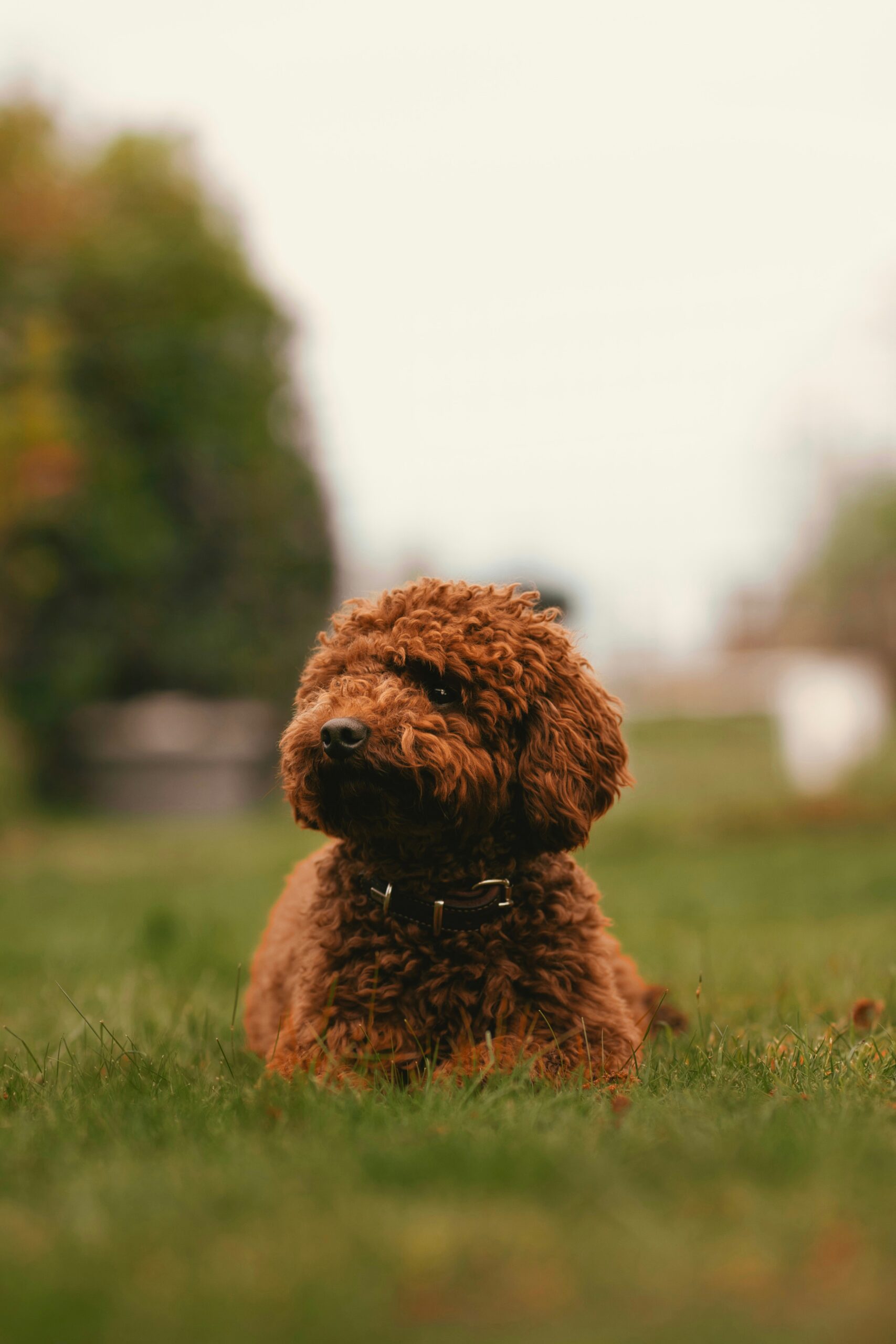 Red toy poodle laying on the grass in a park