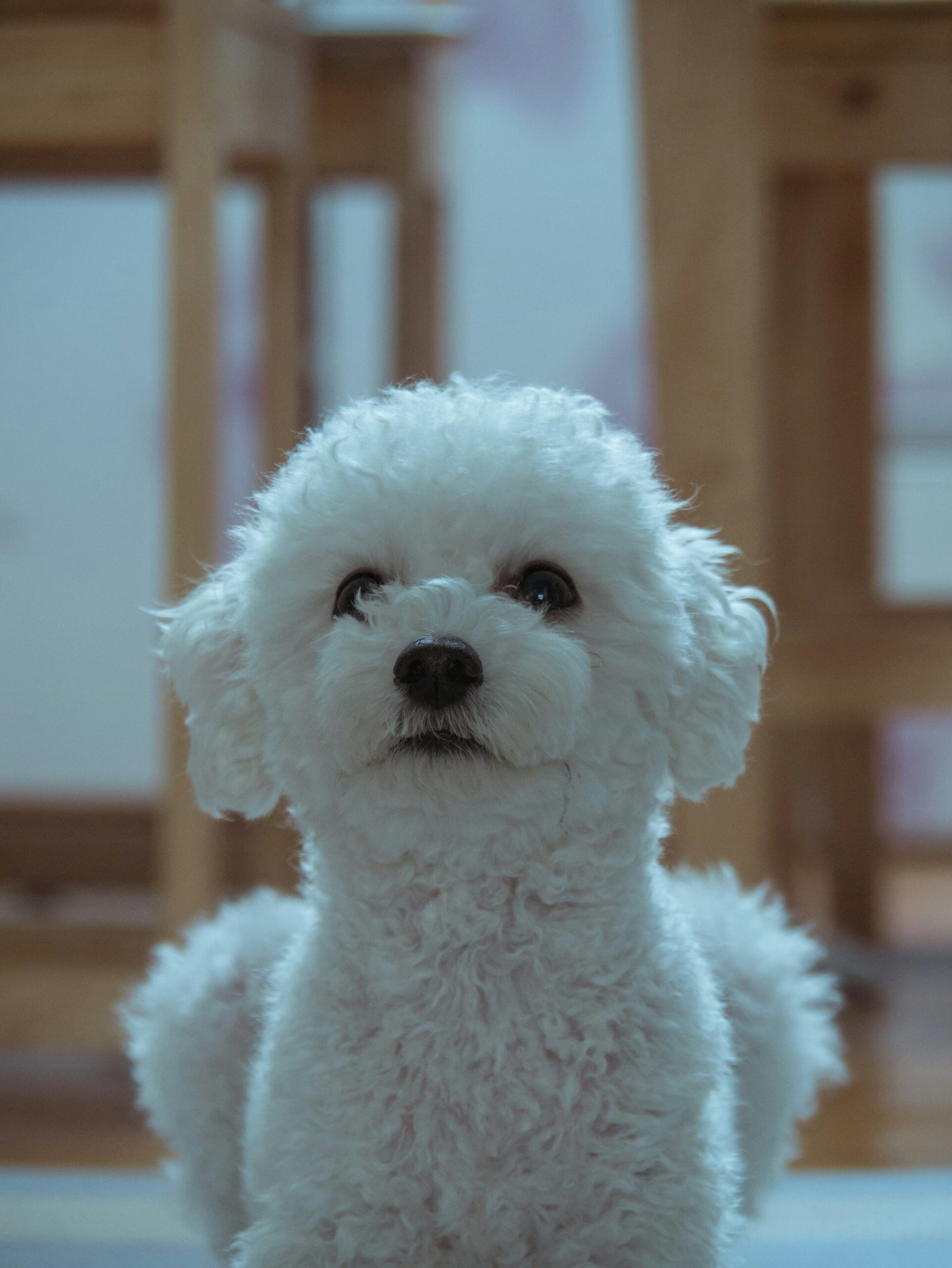 White fluffy poodle standing indoors with soft lighting.