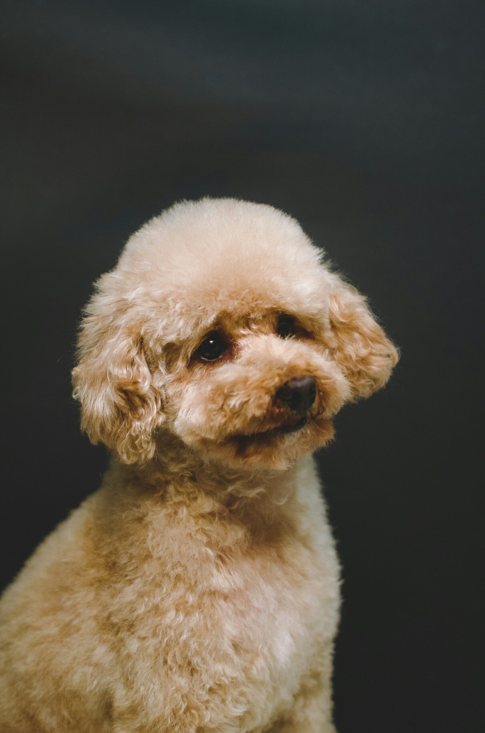 Poodle with fluffy cream coat posing against dark background