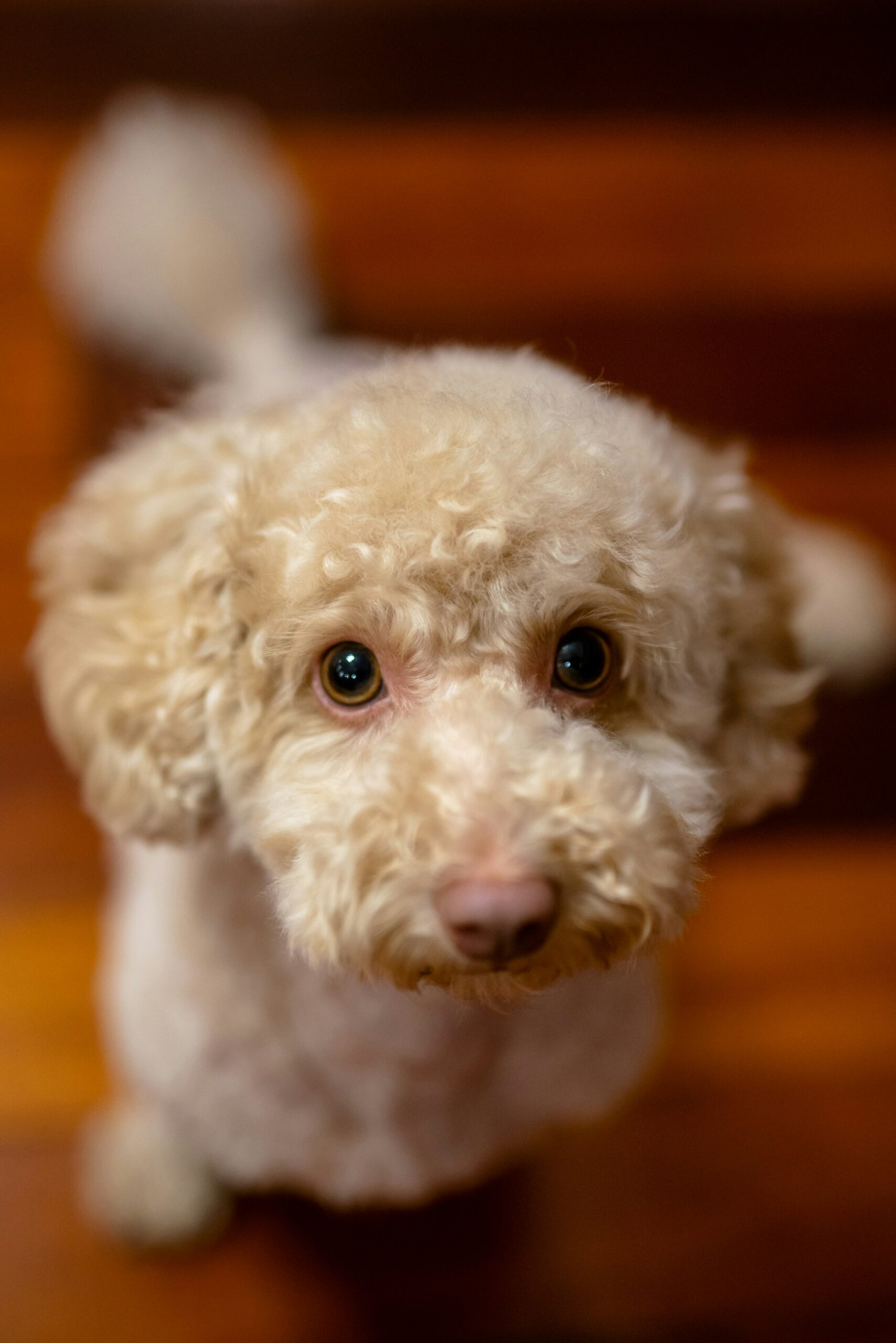 Close-up of a light cream poodle with curly fur and big eyes