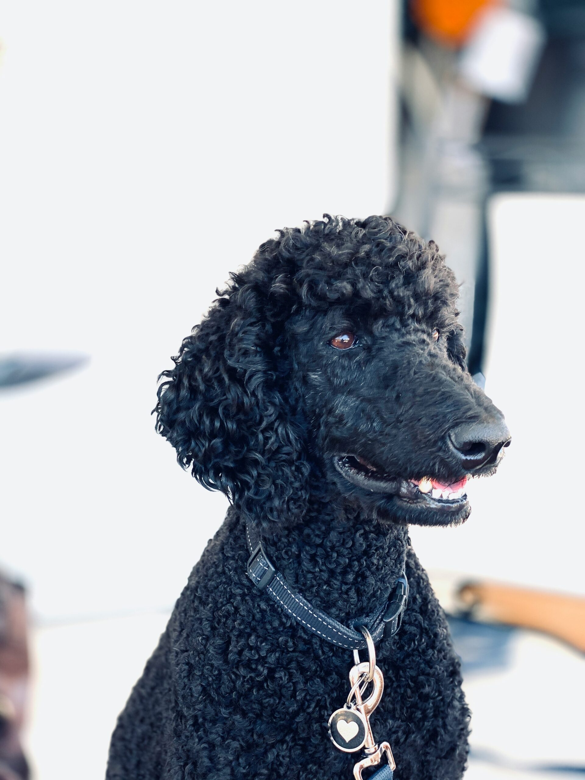 Black standard poodle with curly coat wearing a collar and heart tag