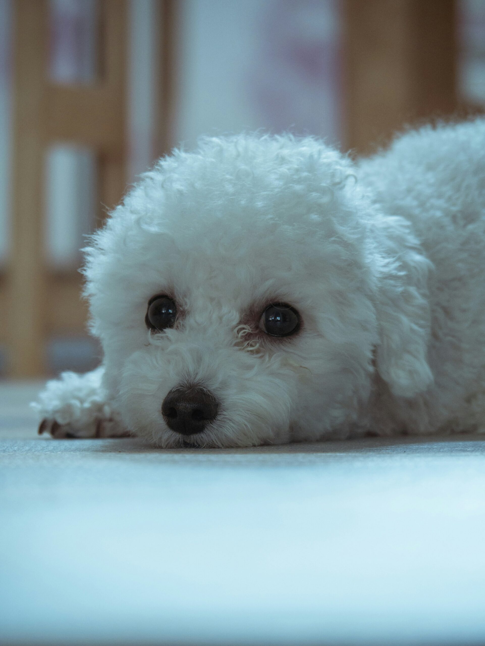 White poodle lying down indoors with a calm expression