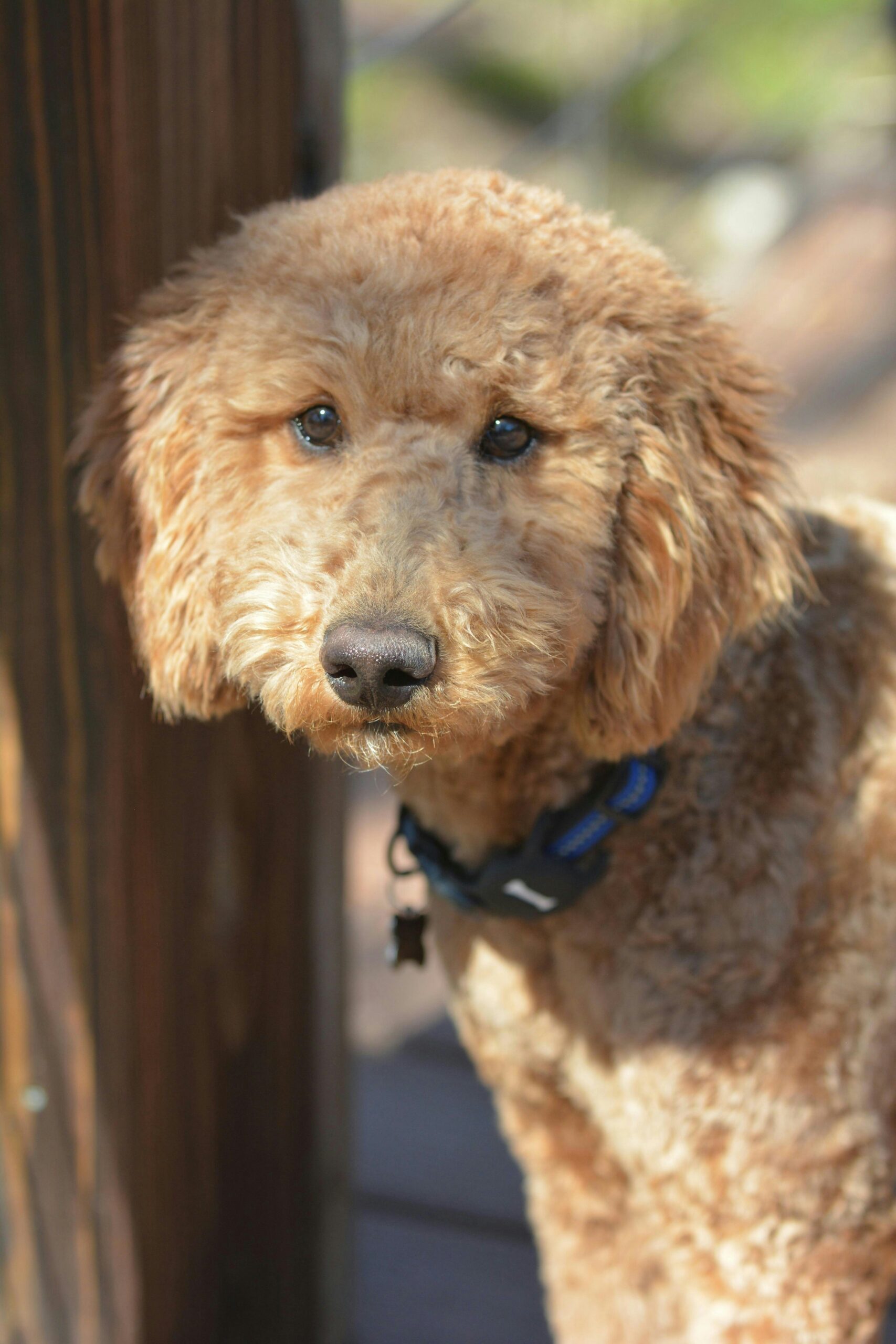 Golden poodle with a curly coat looking alert outdoors