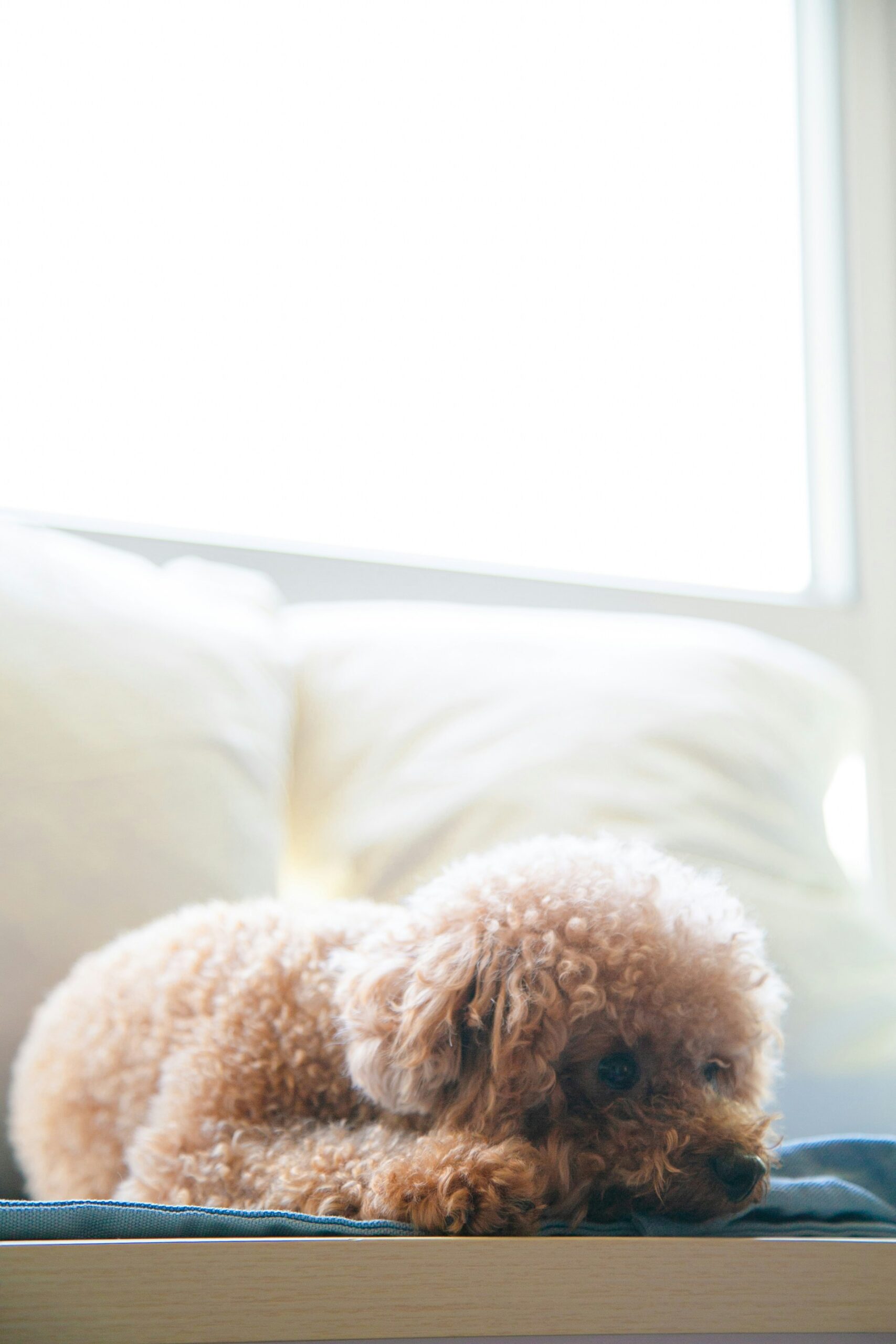 Small apricot poodle resting on a bed with soft lighting