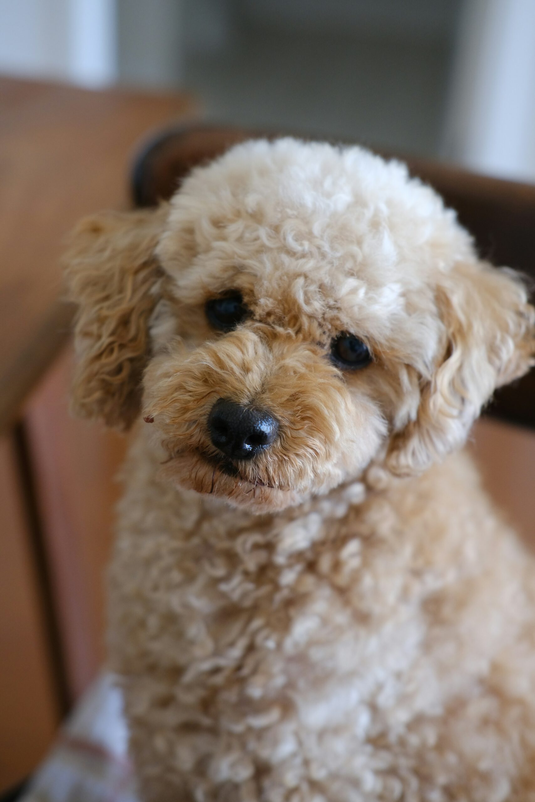 Apricot poodle sitting indoors with a slightly tilted head
