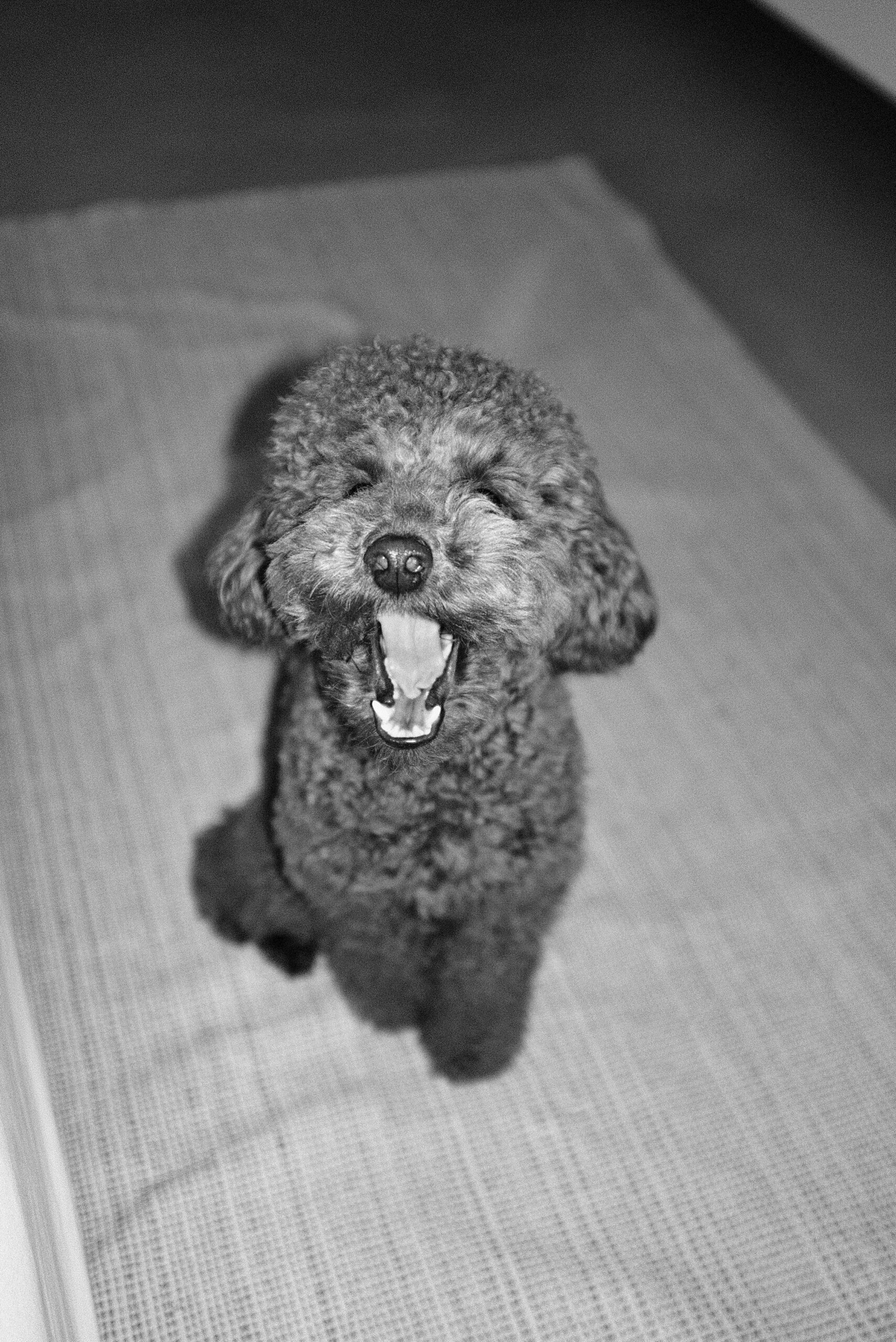 Black and white image of a yawning poodle sitting on a mat