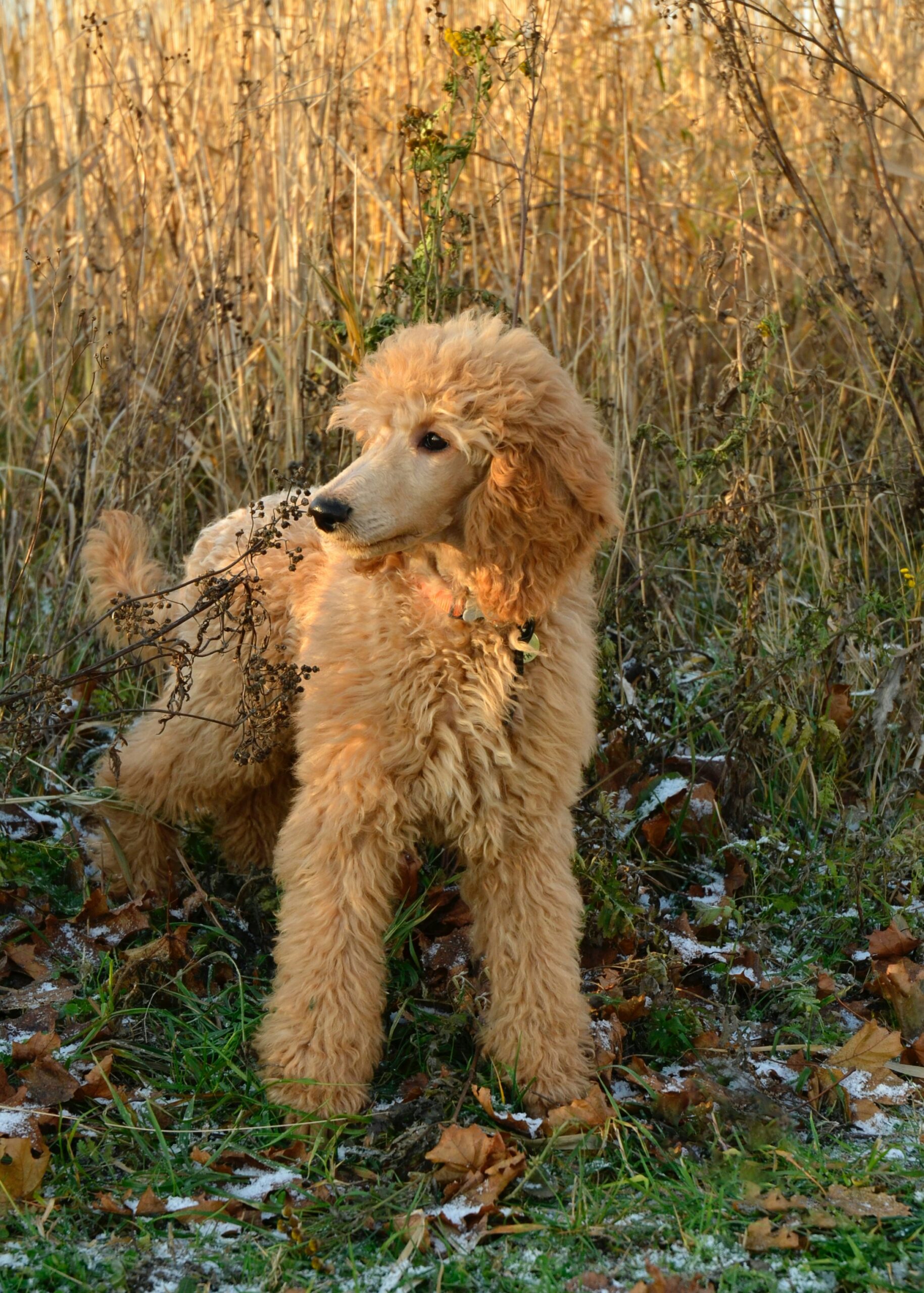 Golden standard poodle standing in a field with autumn grass