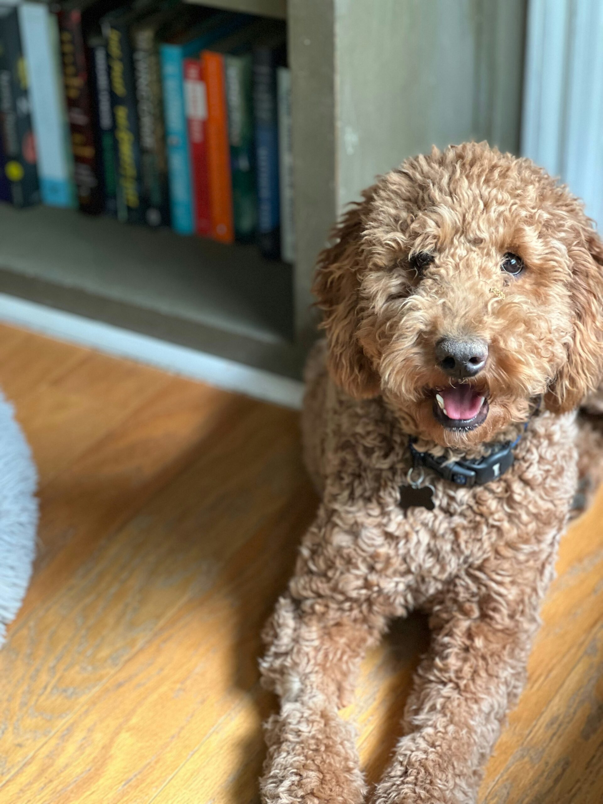 Happy curly-haired brown poodle lying on a wooden floor near bookshelves