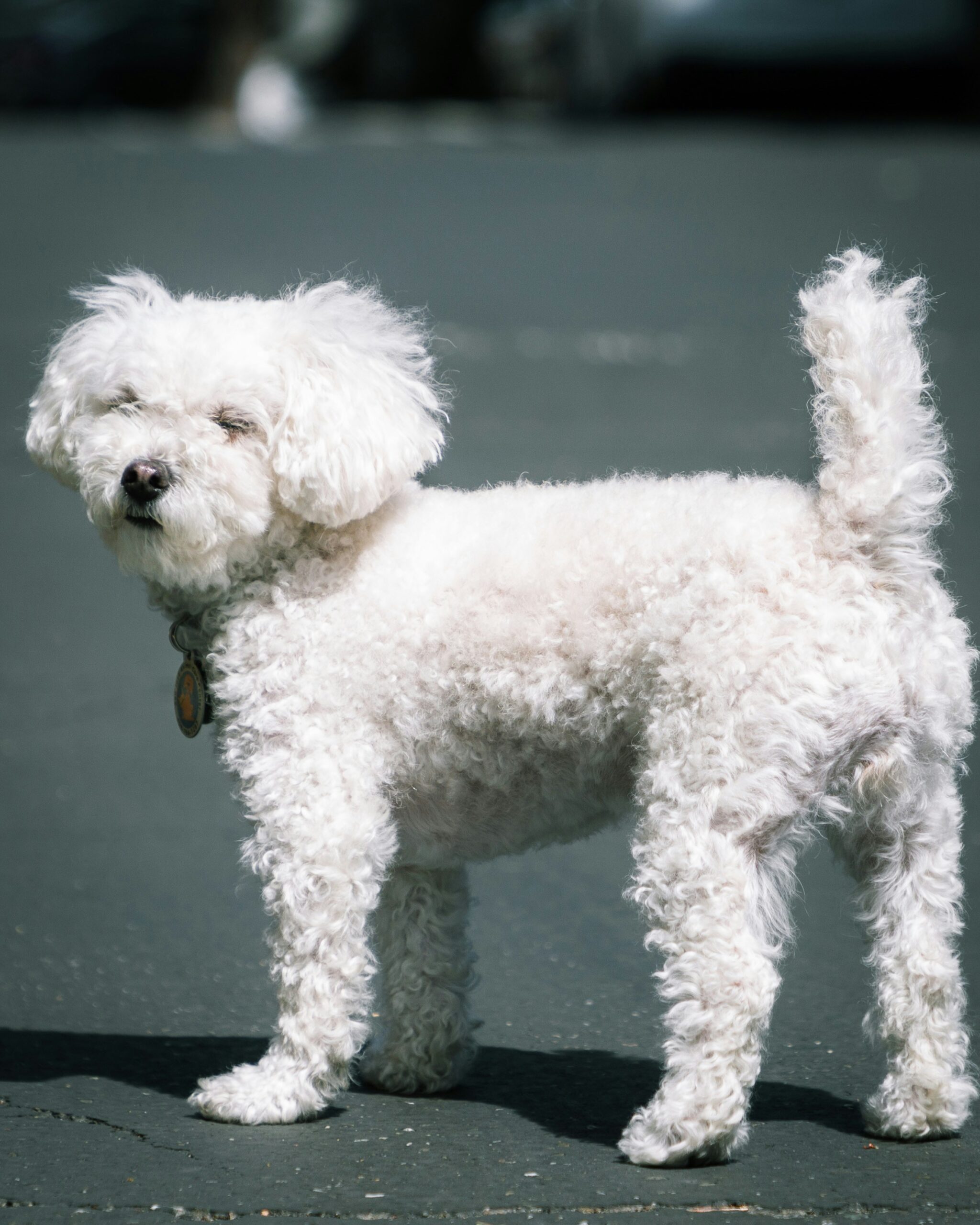 White poodle standing on asphalt with eyes closed, looking relaxed on a sunny day.
