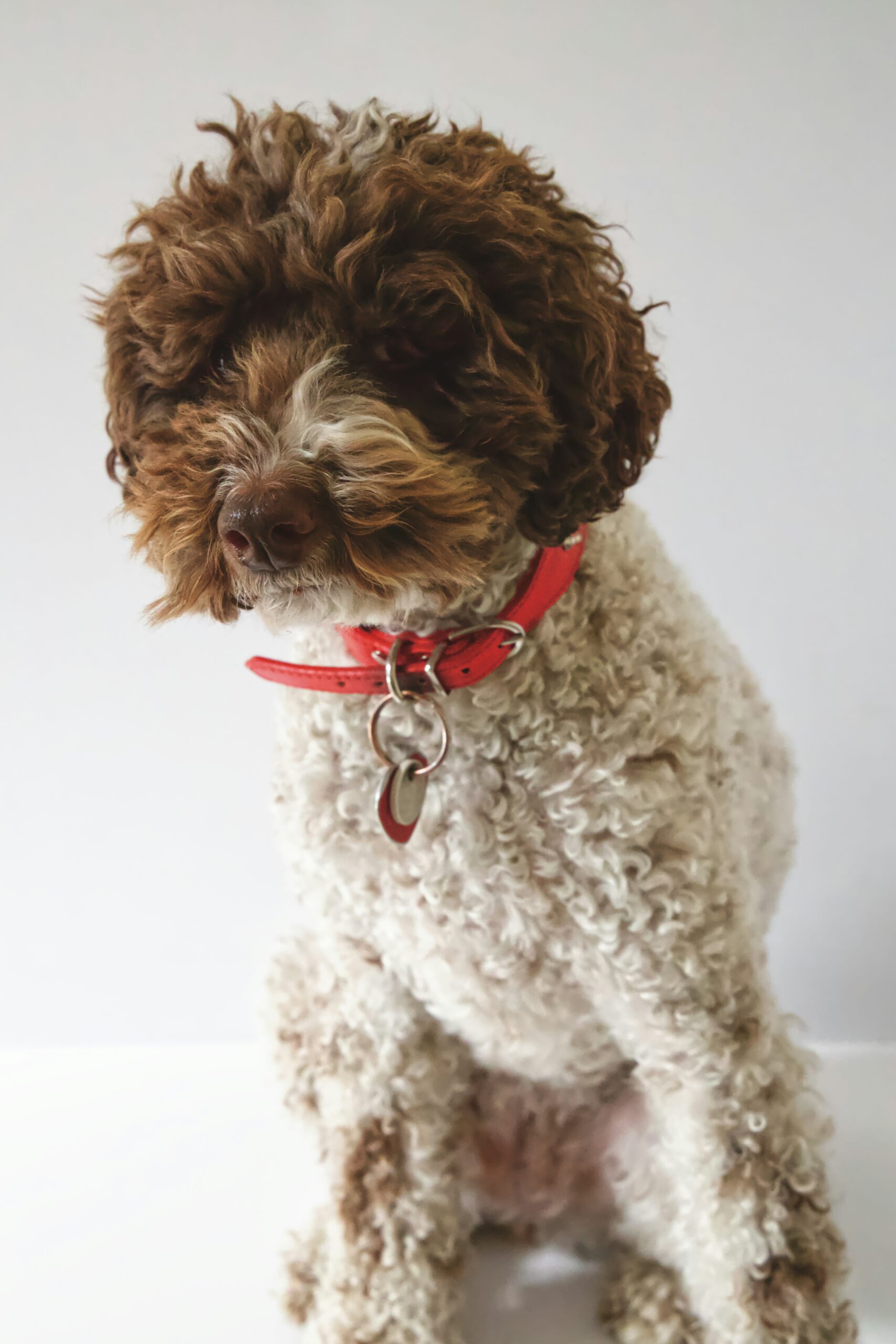 Brown and white curly-coated poodle wearing a red collar, sitting against a plain background.