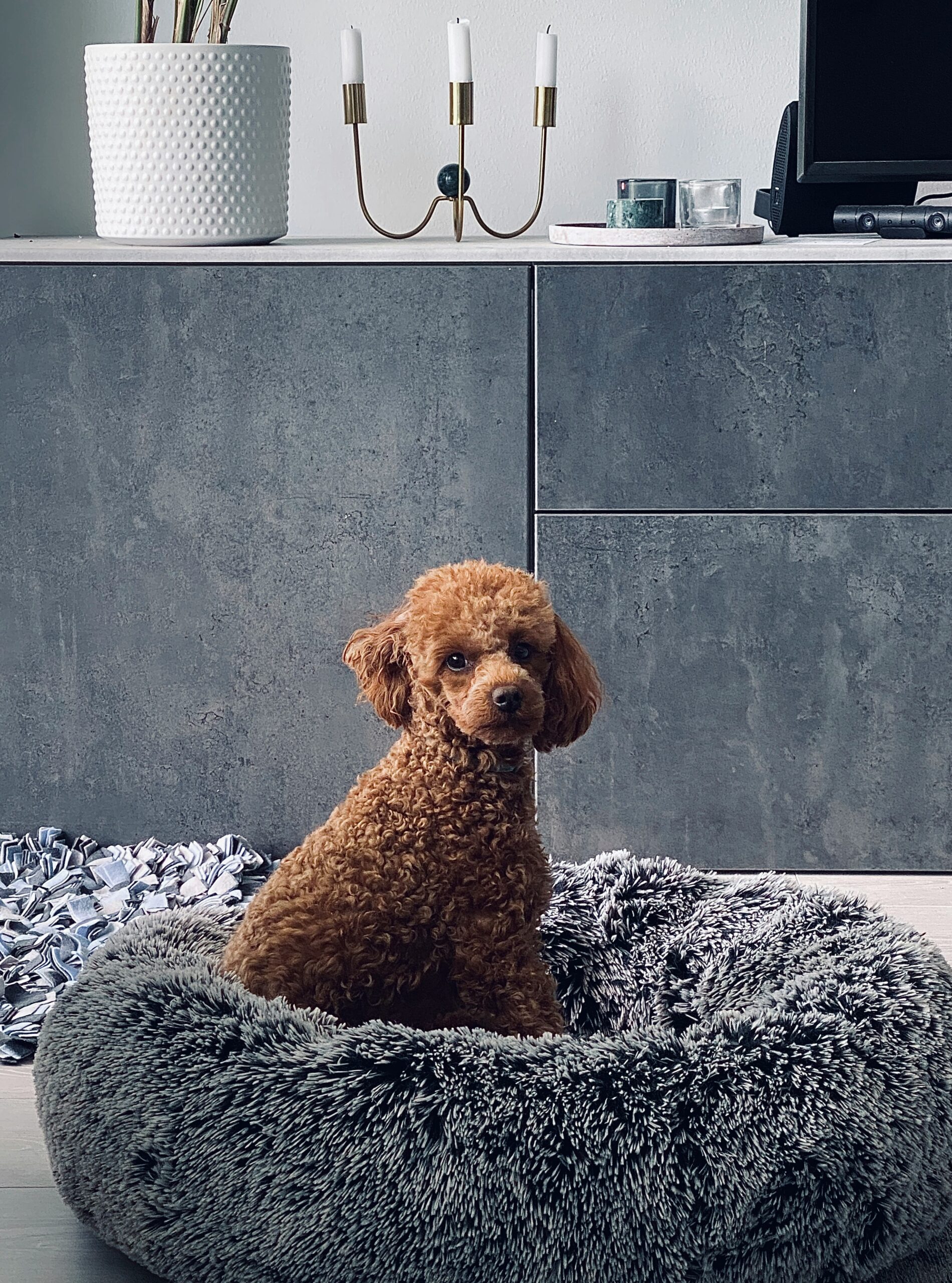 Small apricot poodle sitting in a fluffy grey dog bed in a modern home interior.