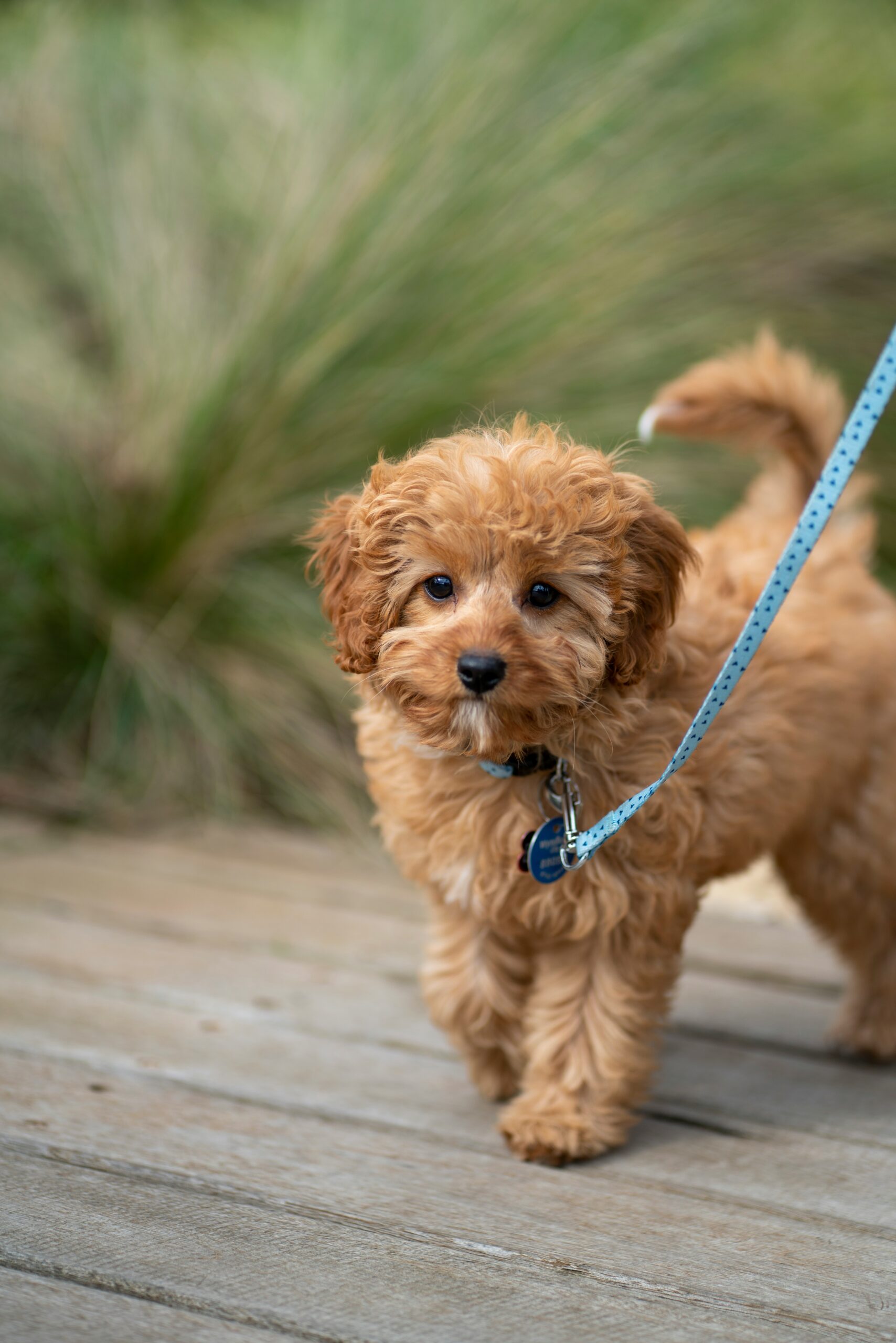 Adorable poodle puppy with a fluffy apricot coat on a leash, walking on a wooden deck.