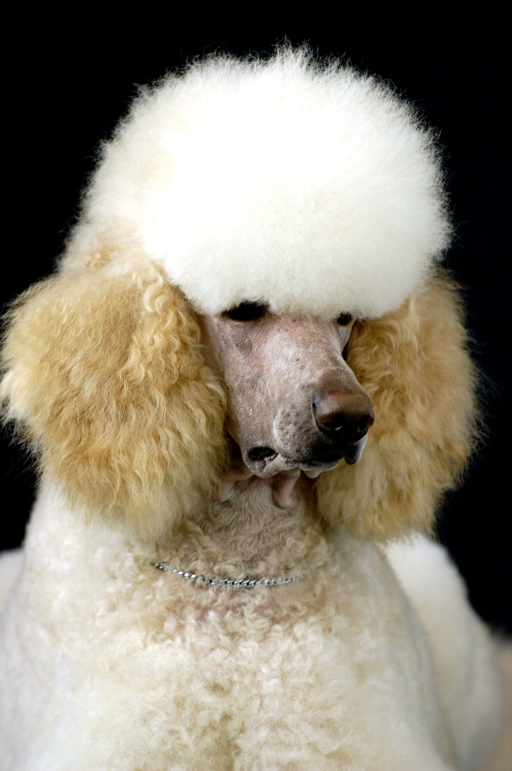 Close-up of a white and apricot standard poodle with a traditional fluffy show cut.