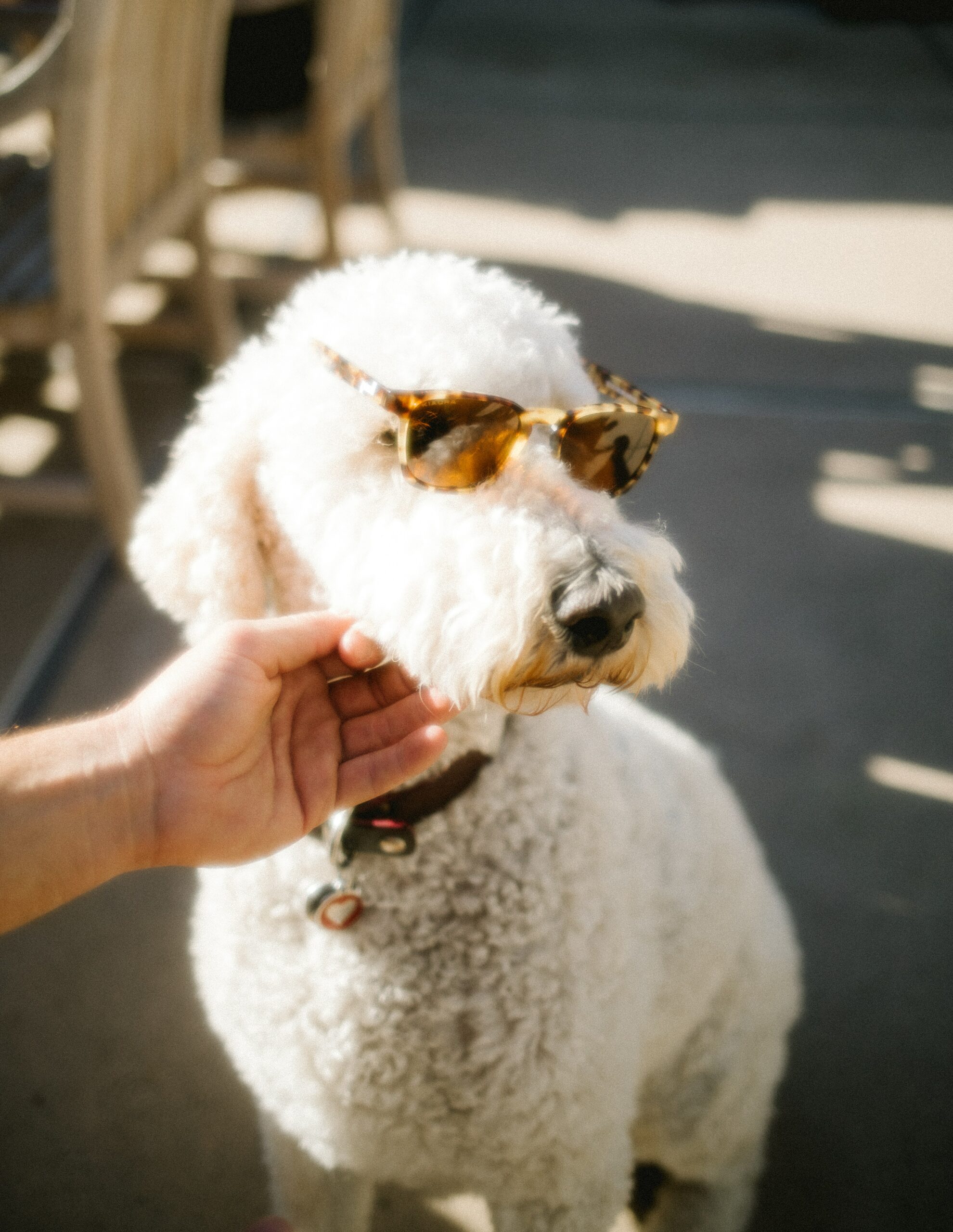 White poodle wearing sunglasses, being petted, with a blurred outdoor background.