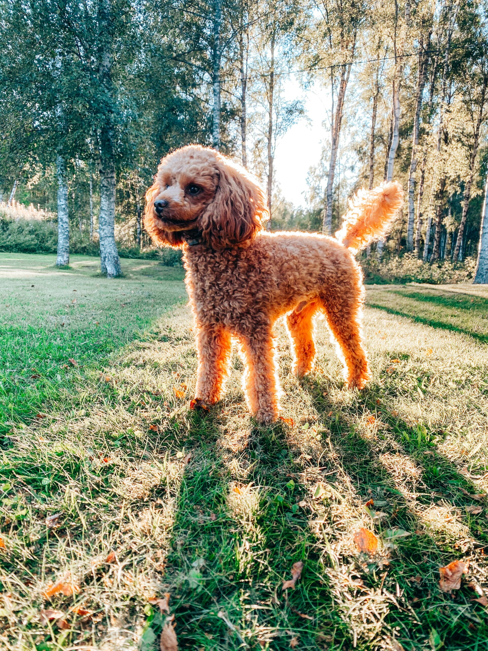 Apricot miniature poodle standing on green grass, sunlit trees in the background.