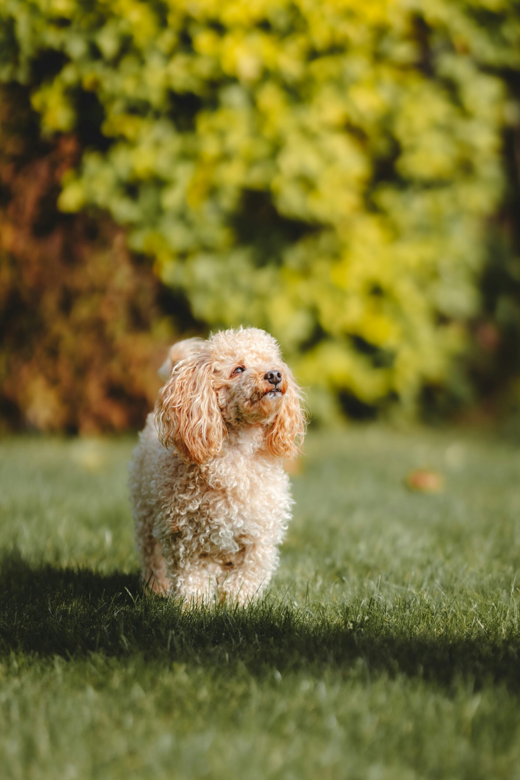 Tiny apricot toy poodle standing on lush green grass in a sunny garden.