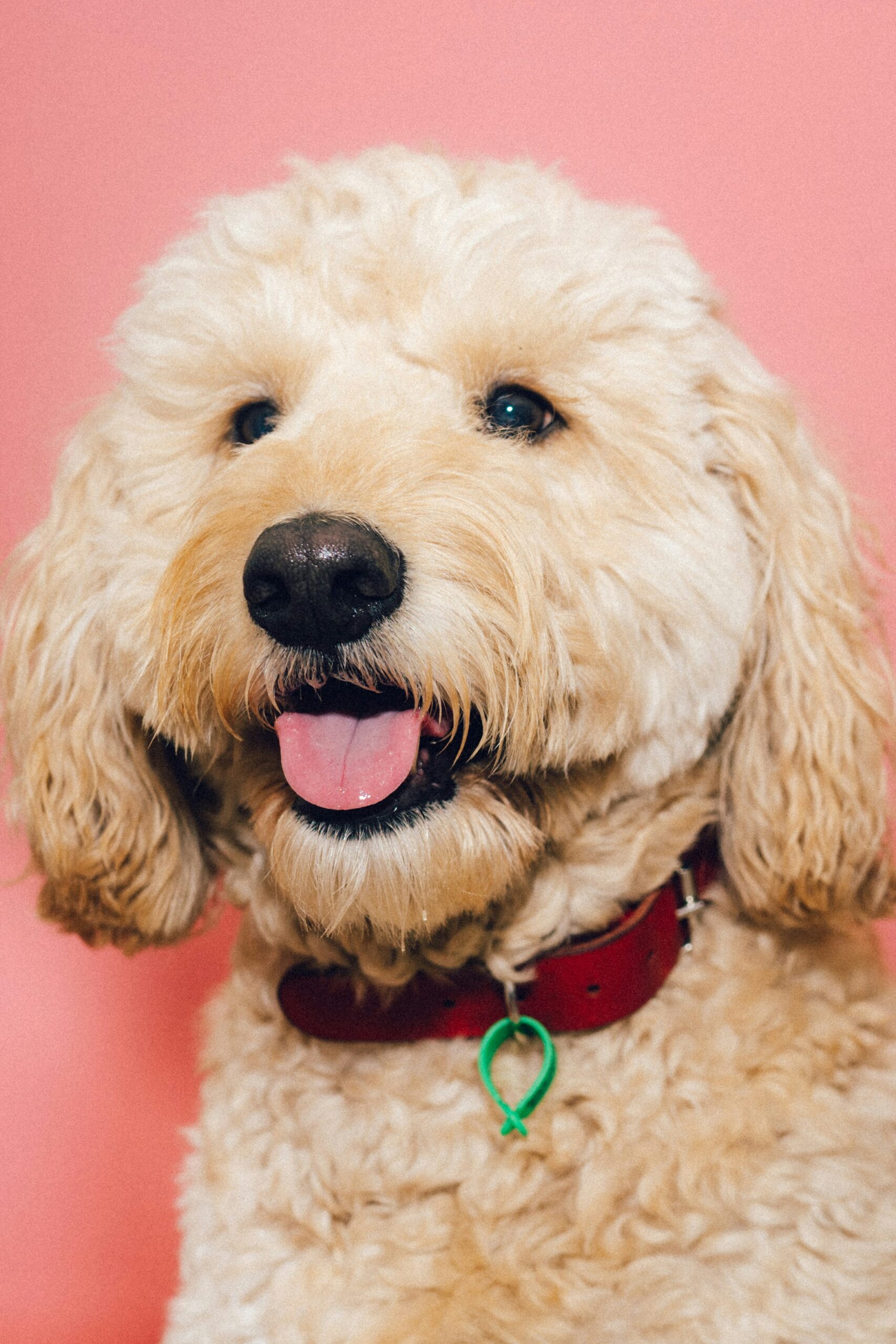 Golden doodle with a fluffy coat and a red collar, posing in front of a pink background.